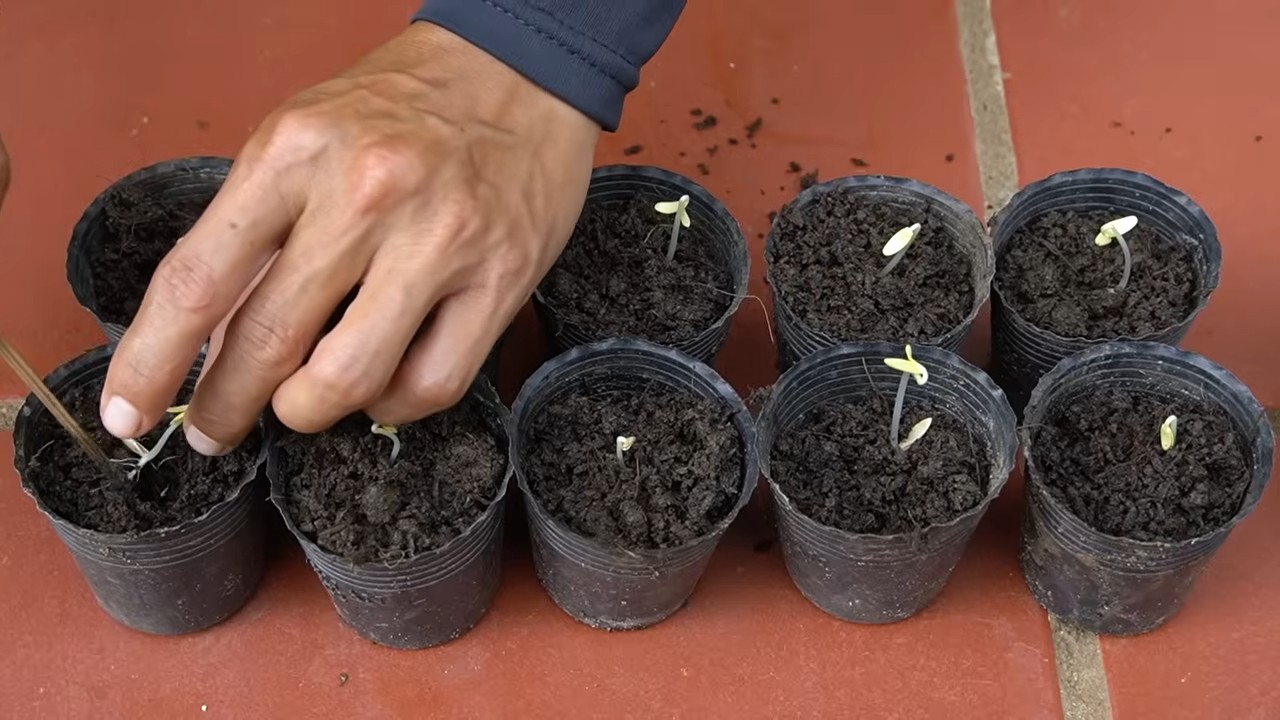 Small space cucumber gardening
