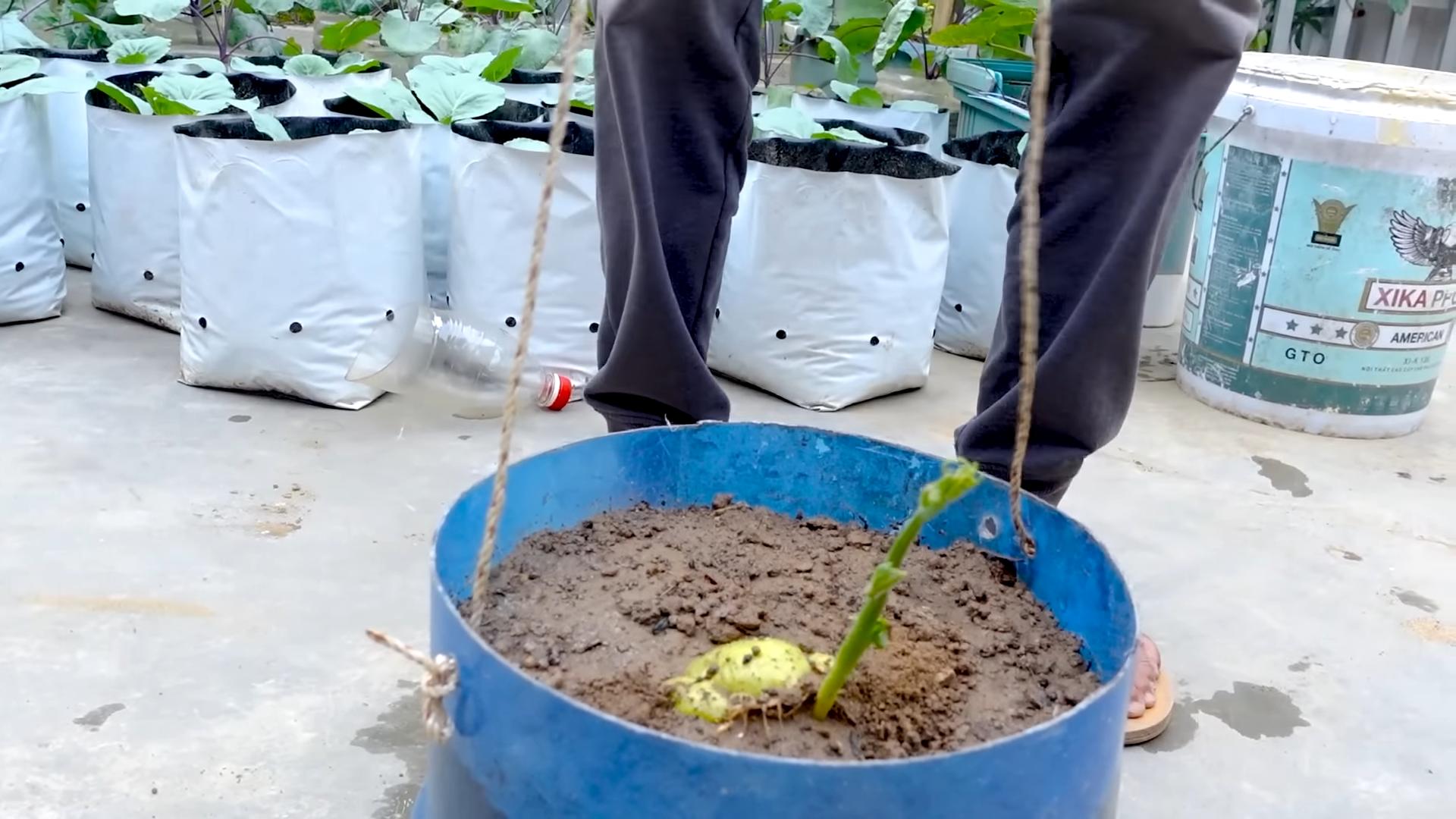 Increase Chayote Fruit Production