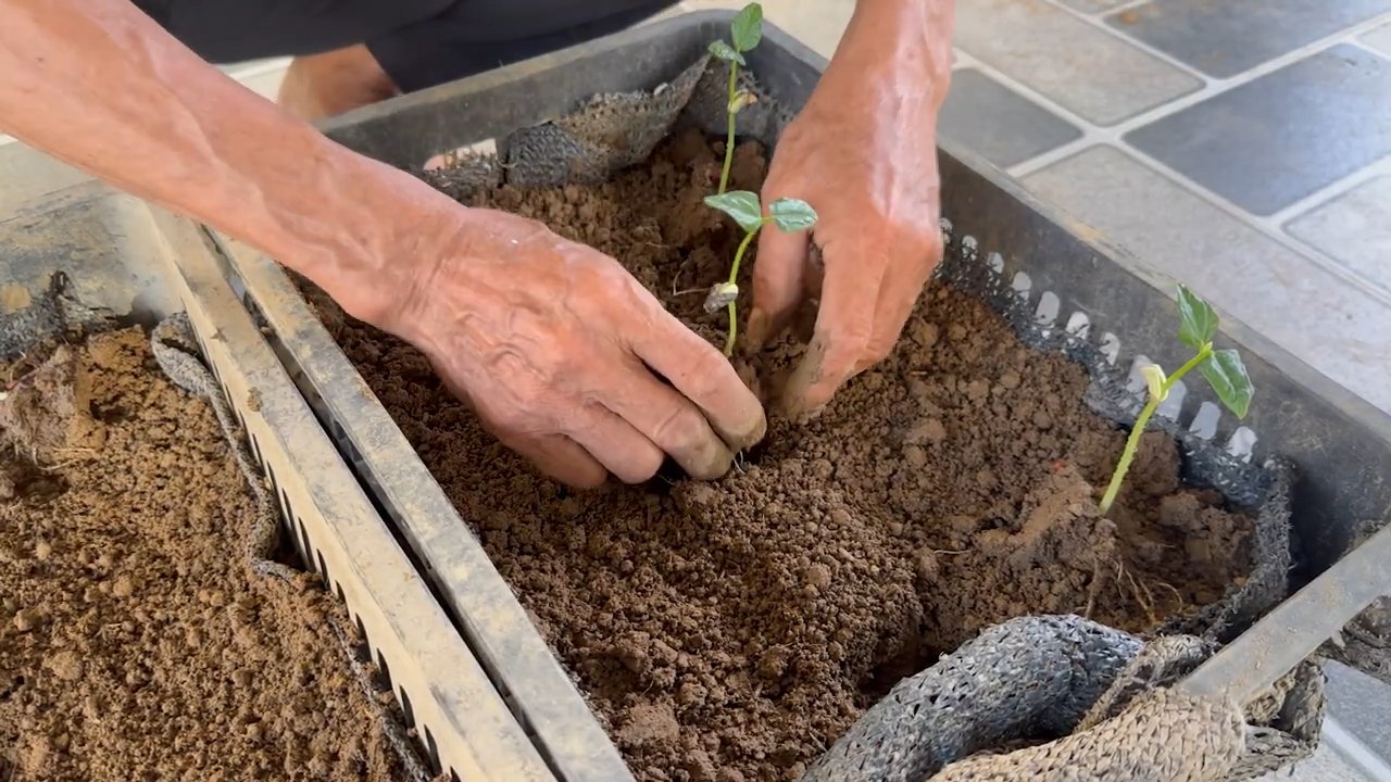 Cowpea garden low effort