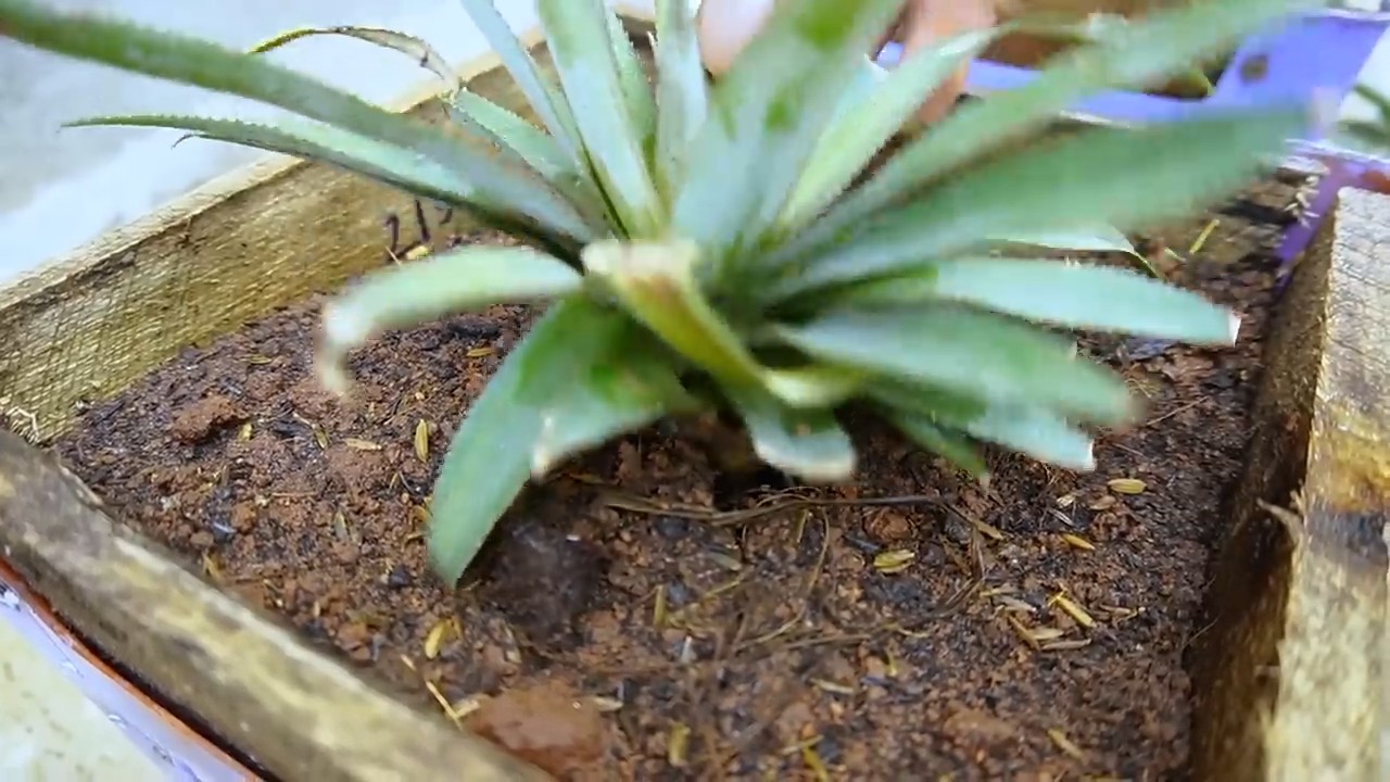 Grow pineapple in a chair