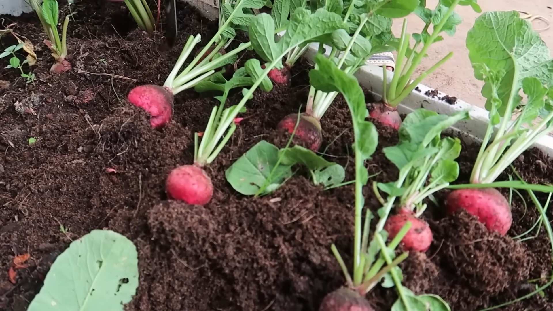 Grow Red Radishes Winter