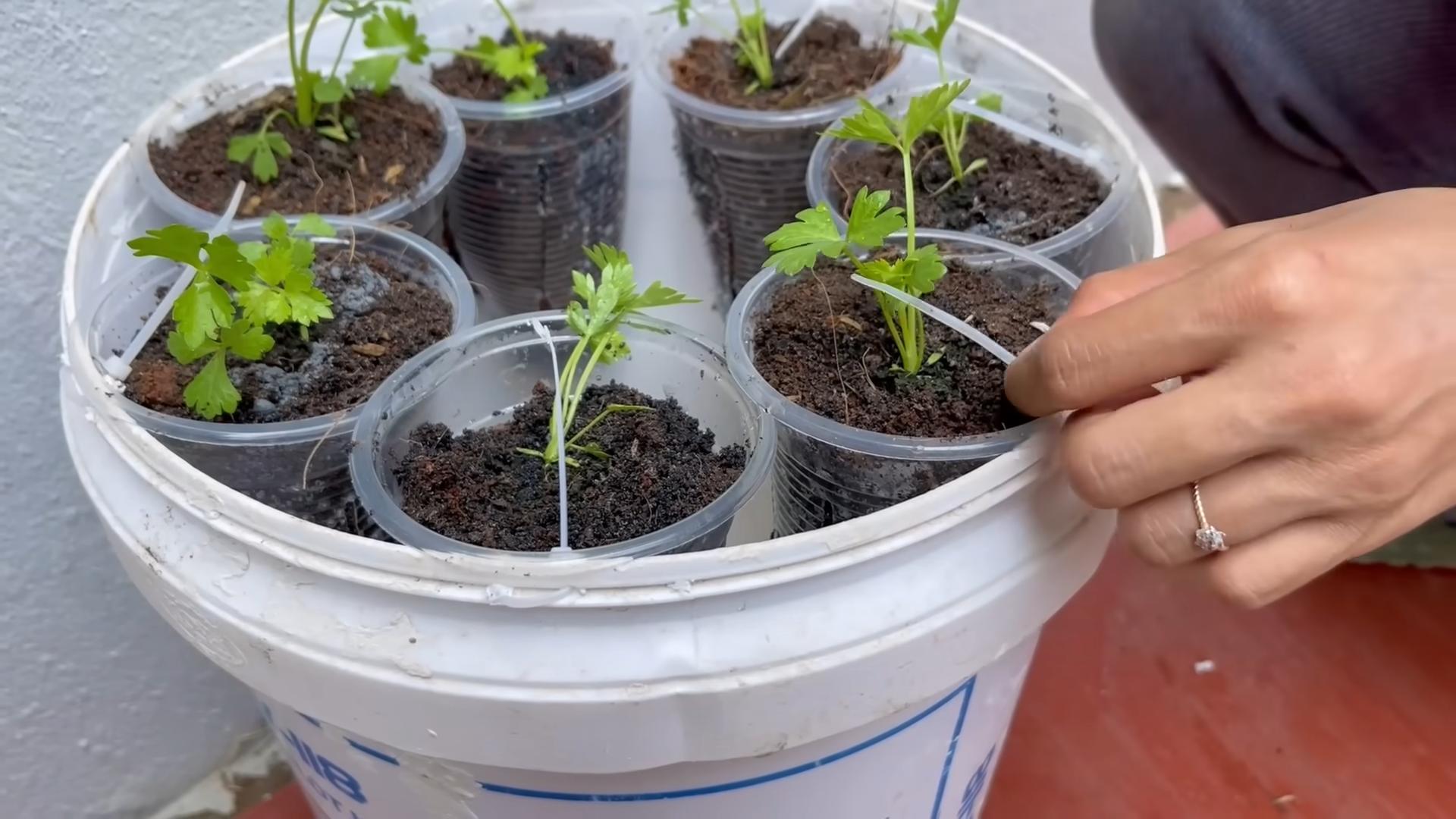 Grow Celery Fast