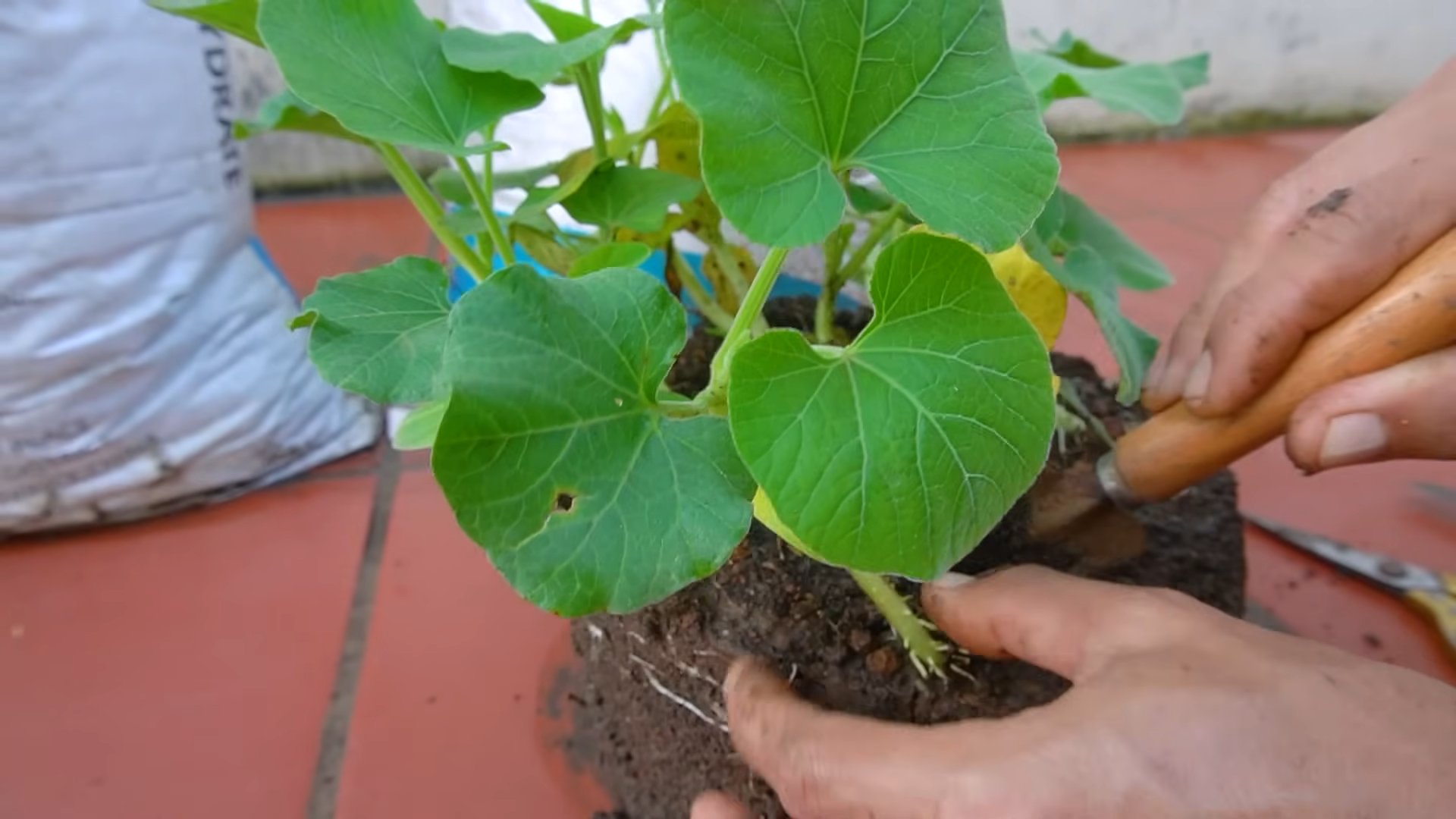 Grow Bag Gourd Harvest