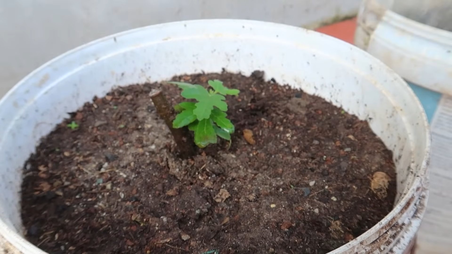 Growing Figs Easily