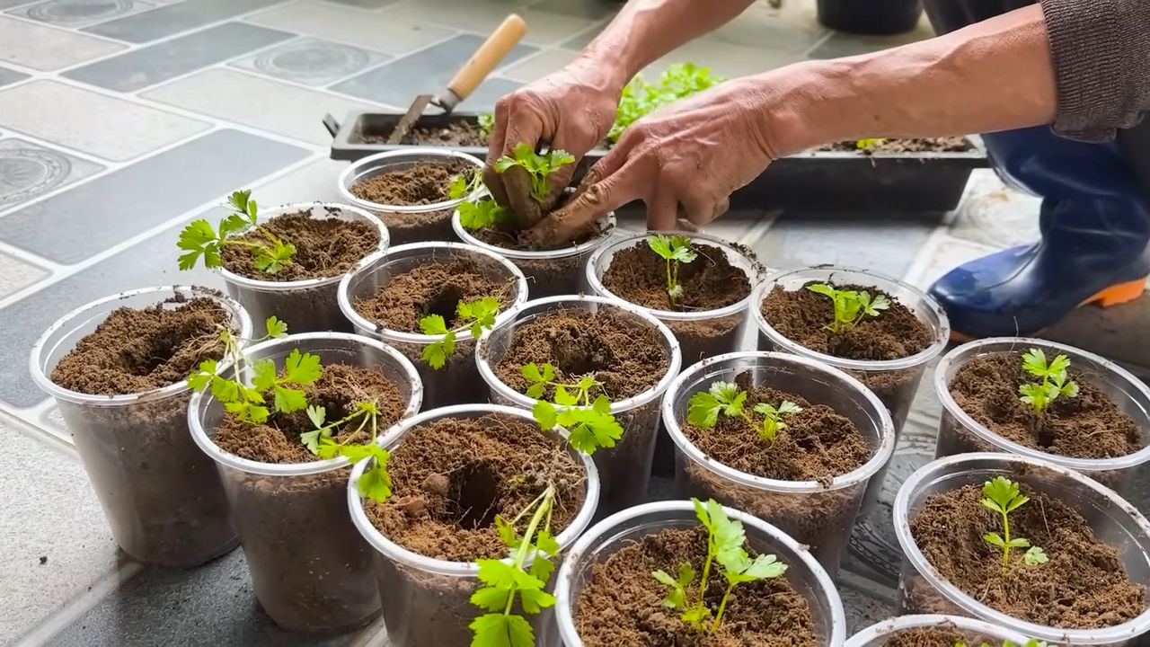 Growing Celery with Rocks