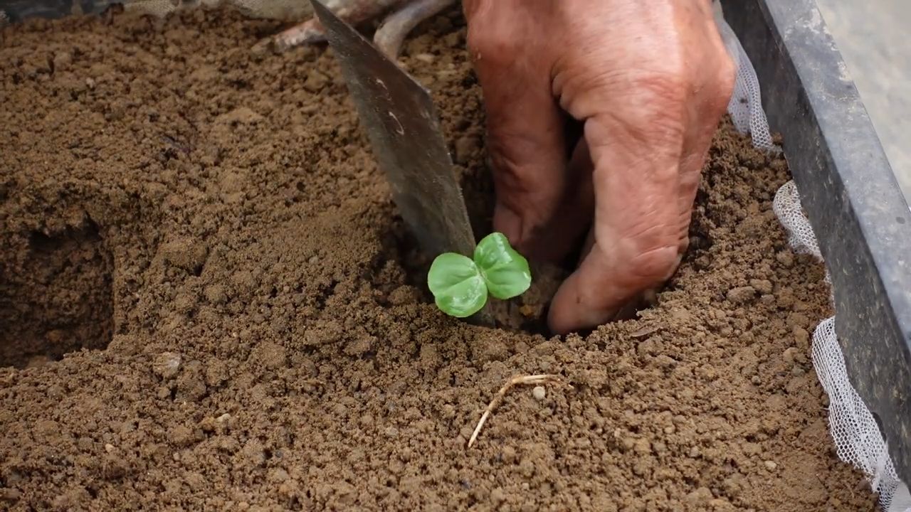 Growing Edible Hibiscus