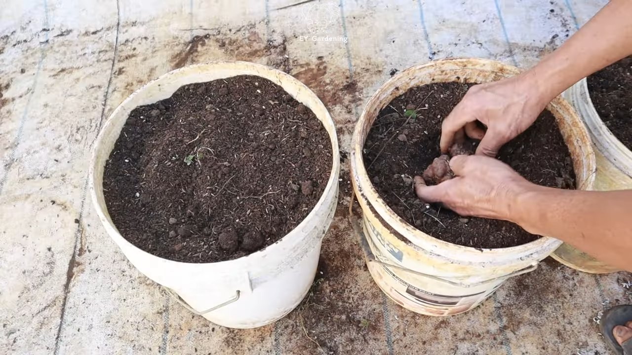 Grow Yacon at Home