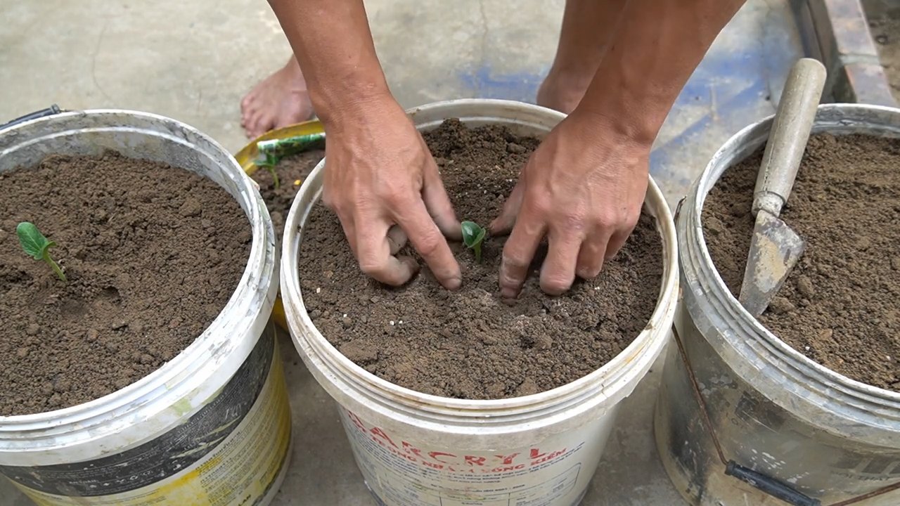 Zucchini growing setup at home