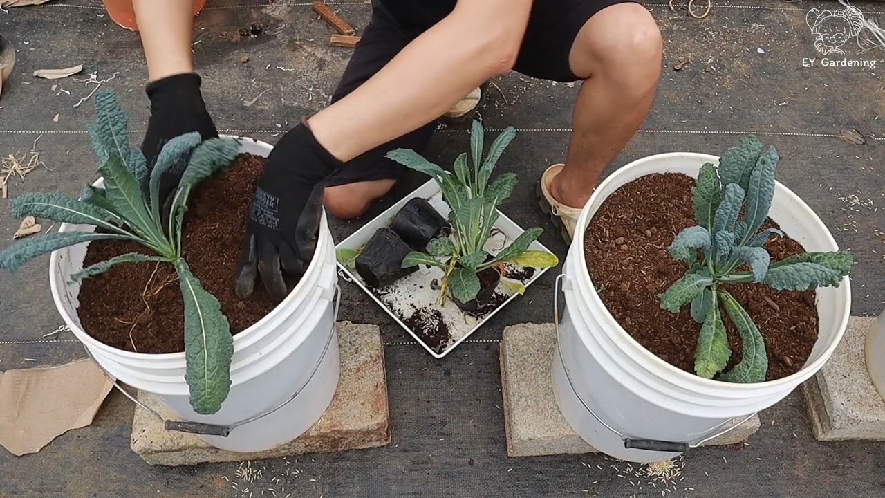 Rooftop kale gardening