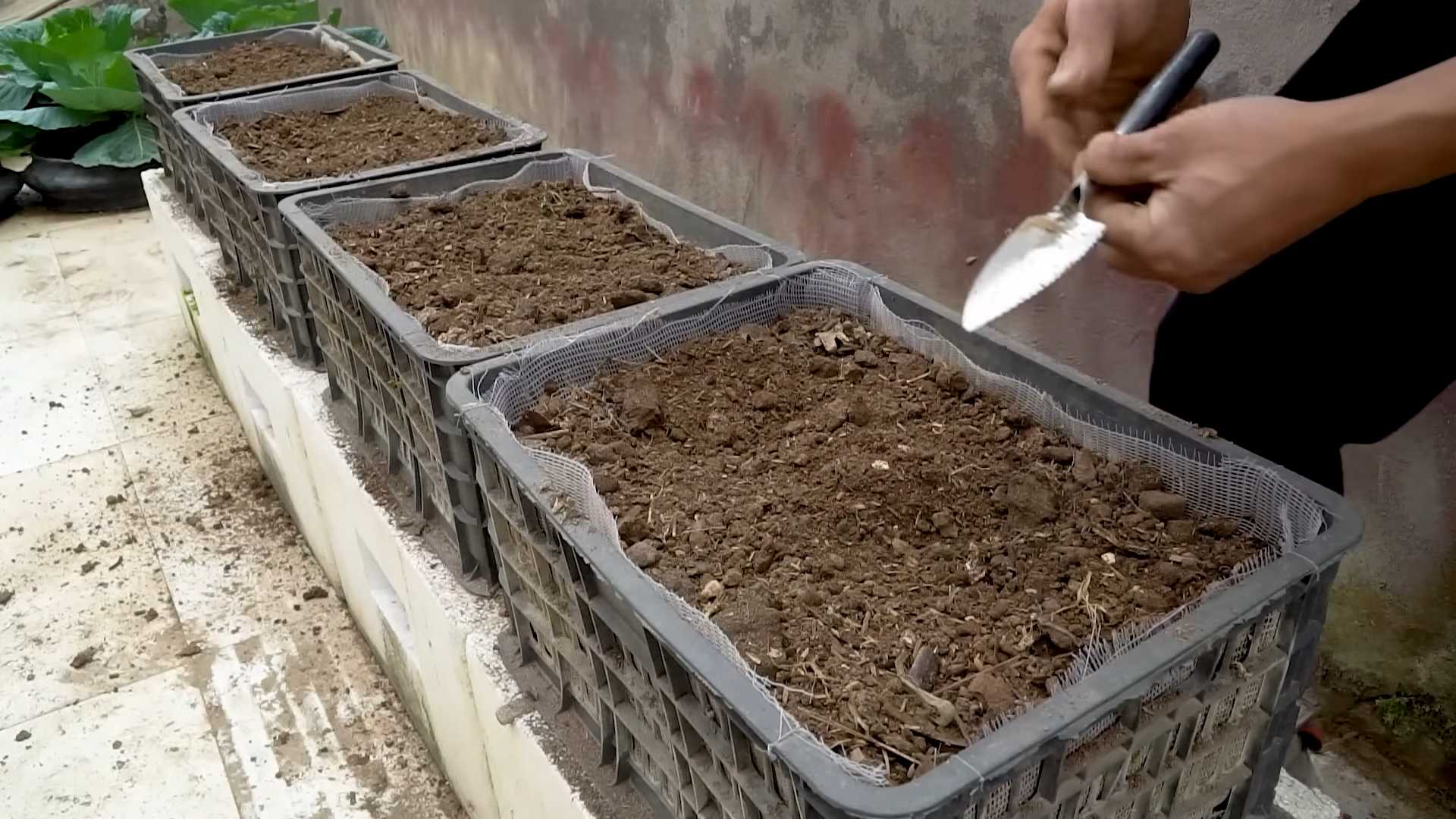 Backyard Zucchini Growing Tips