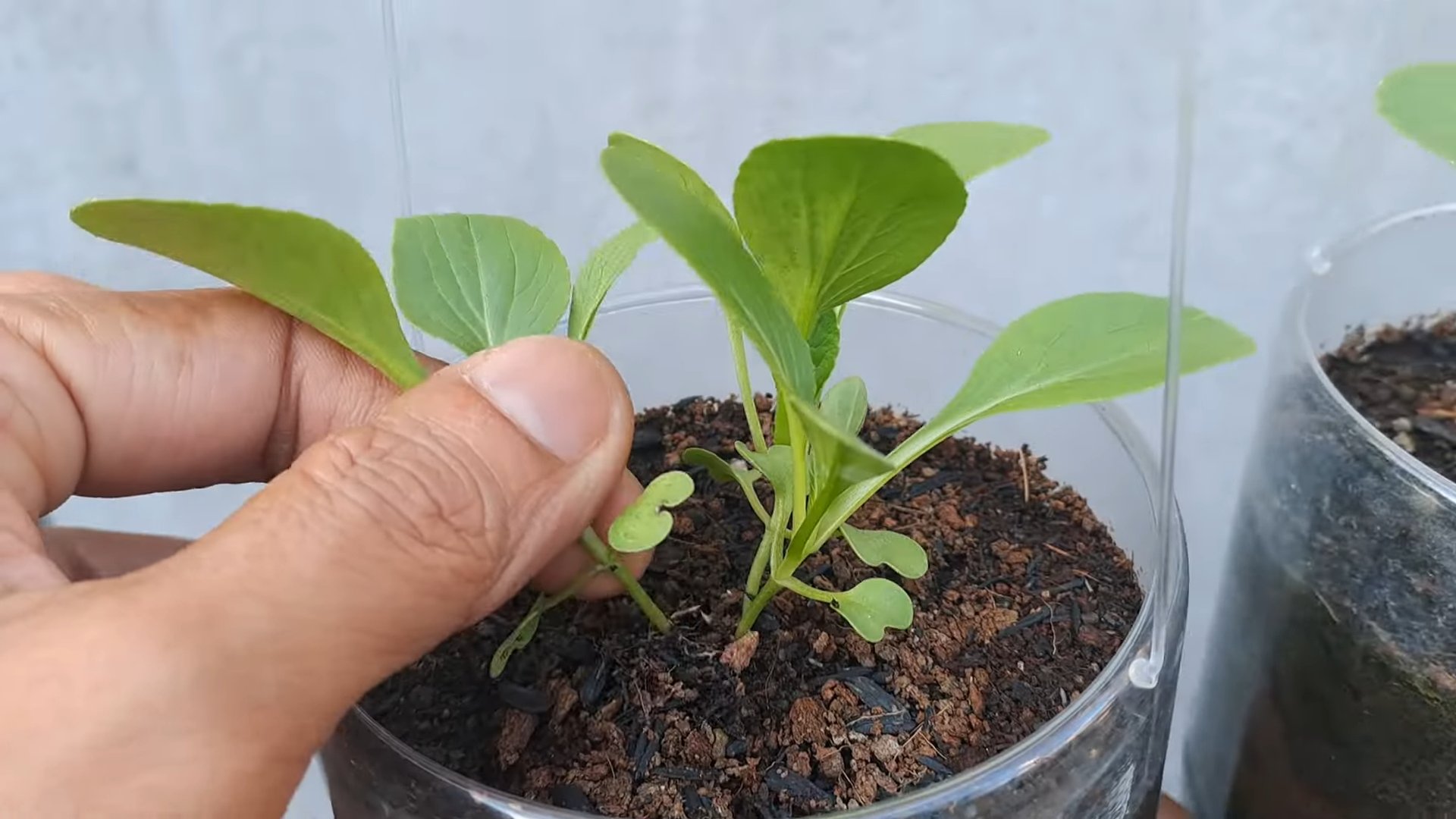 Grow Bok Choy Indoors