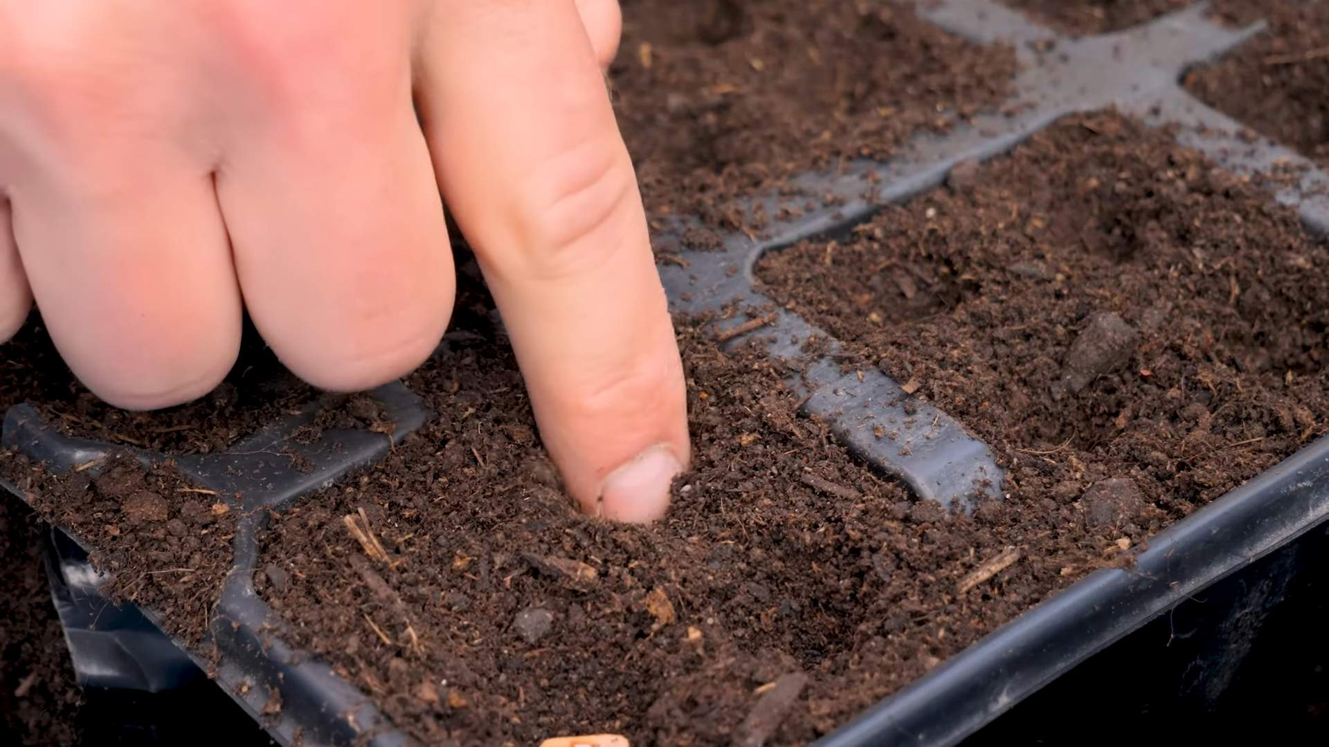 Grow Bush Beans in Pots