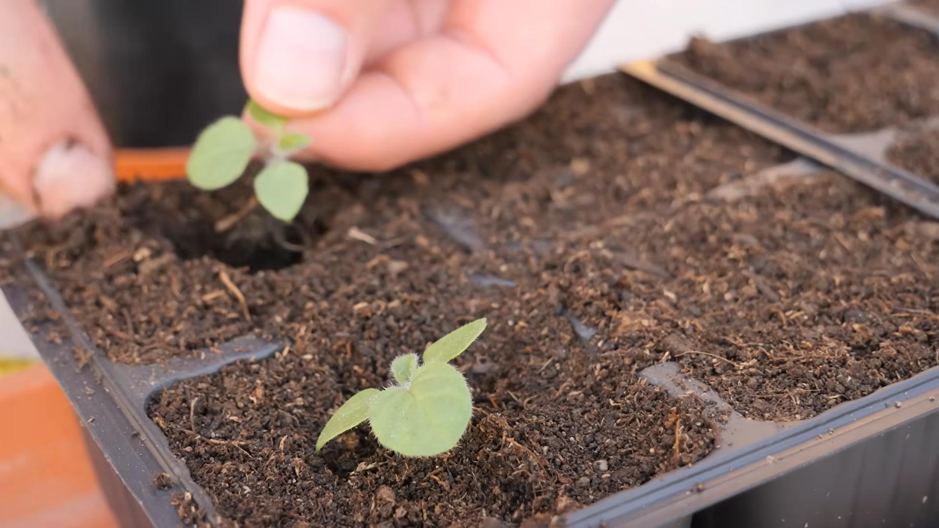 Cape Gooseberry Growing Guide