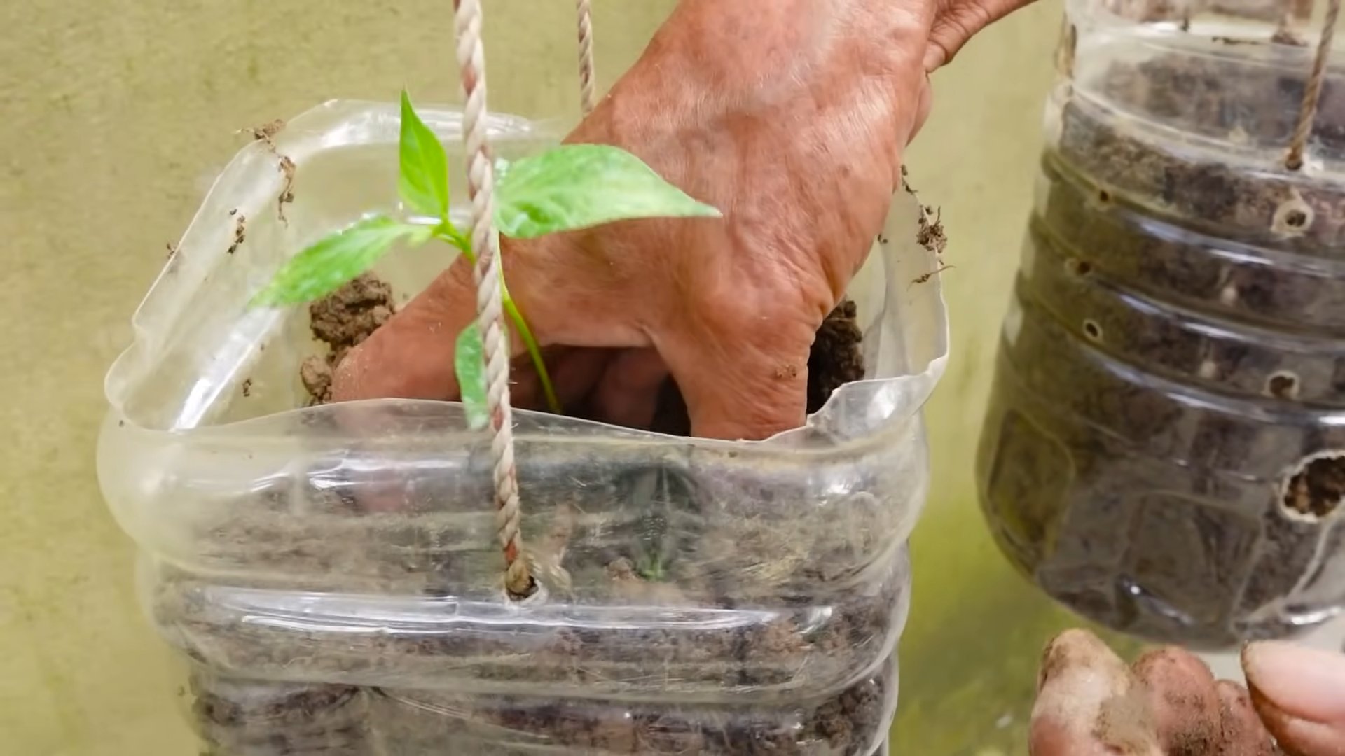Grow Chili Peppers Easily
