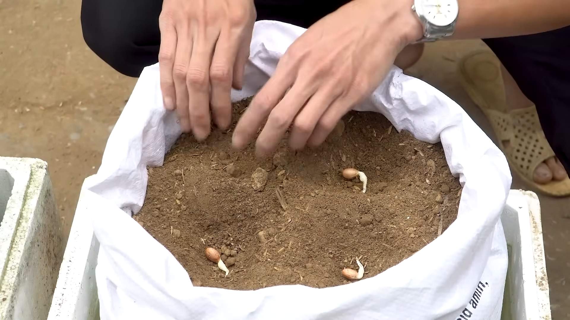 Peanut harvesting DIY sack method