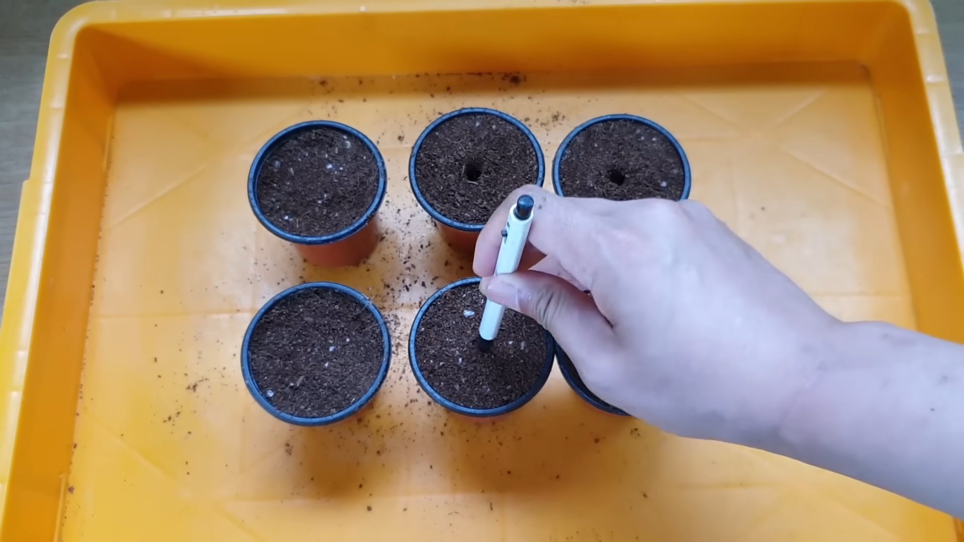 Growing Lemons From Seed