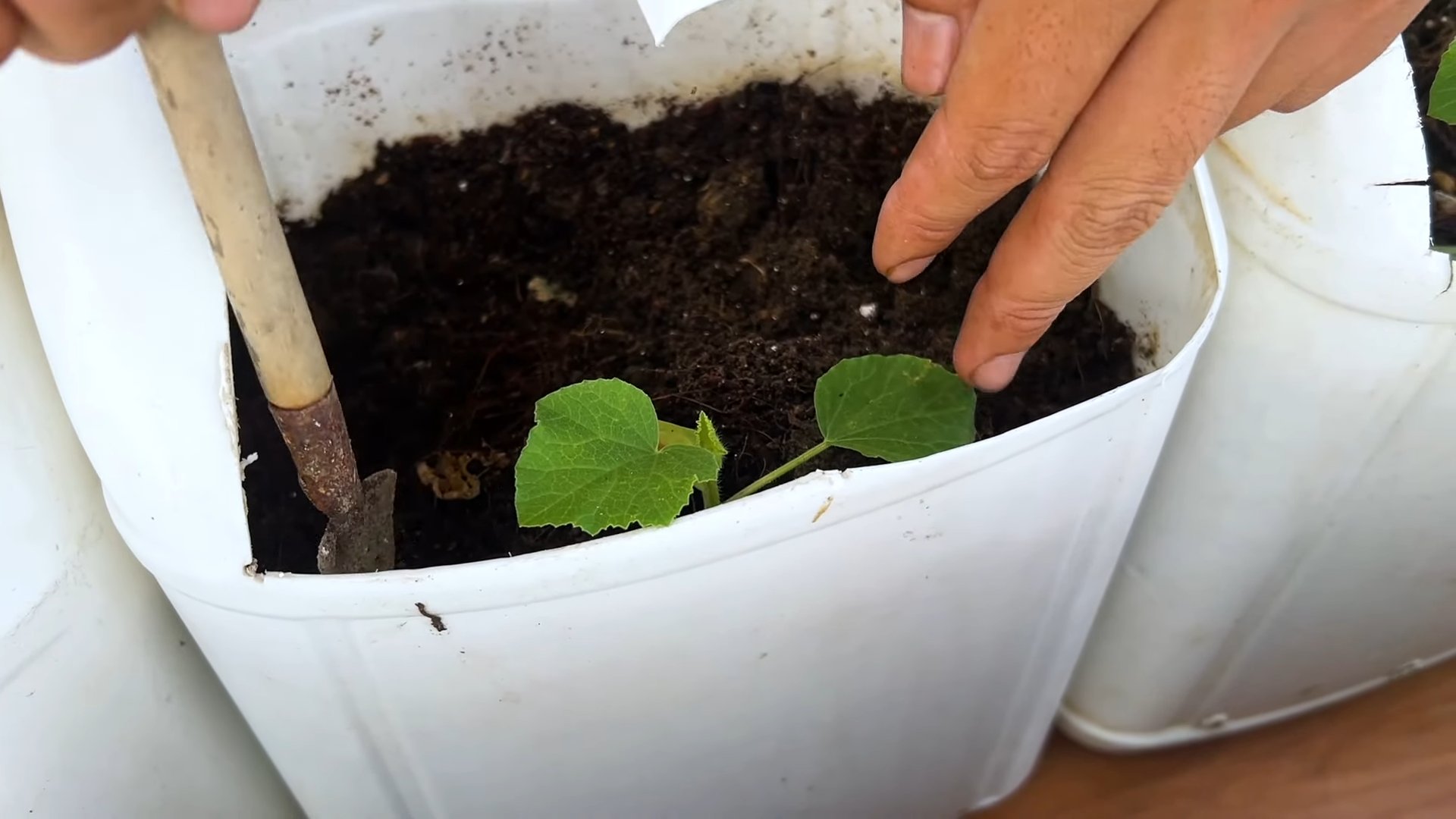 Growing Melons in Containers