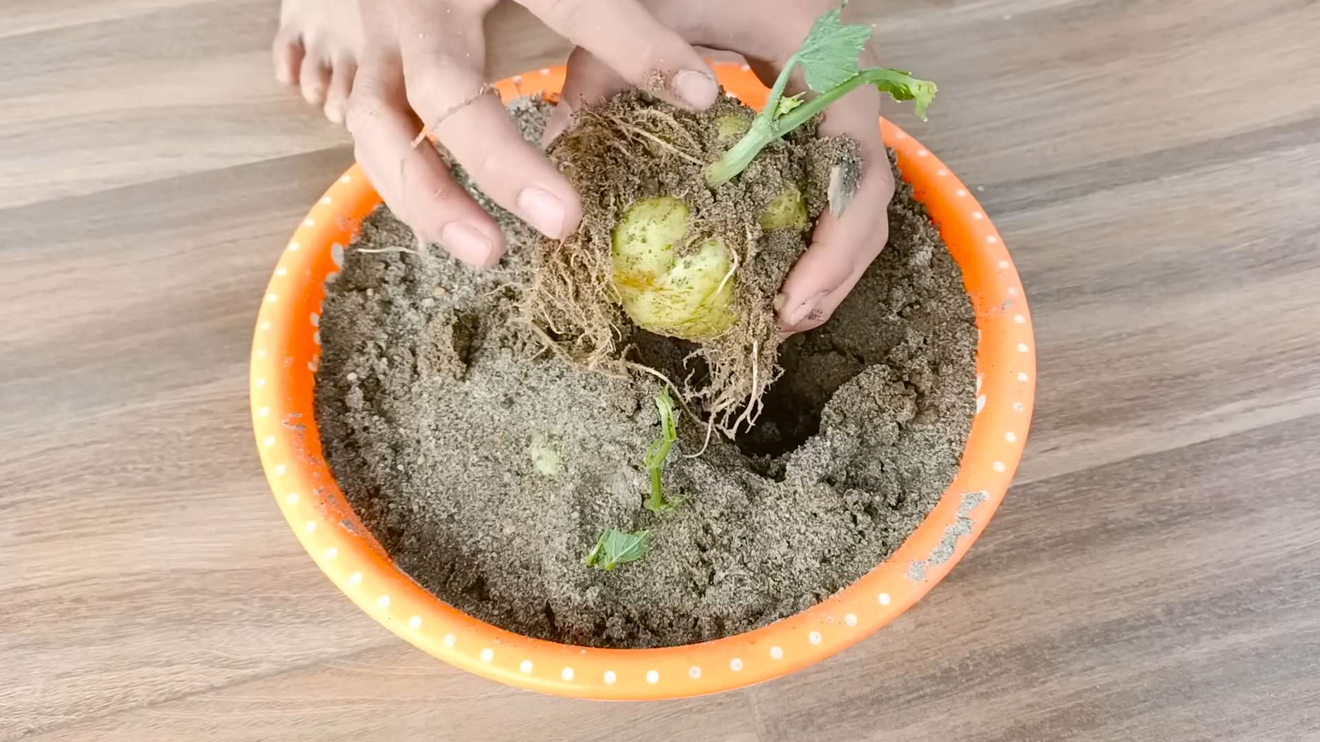 Rooftop Garden Chayote Growing