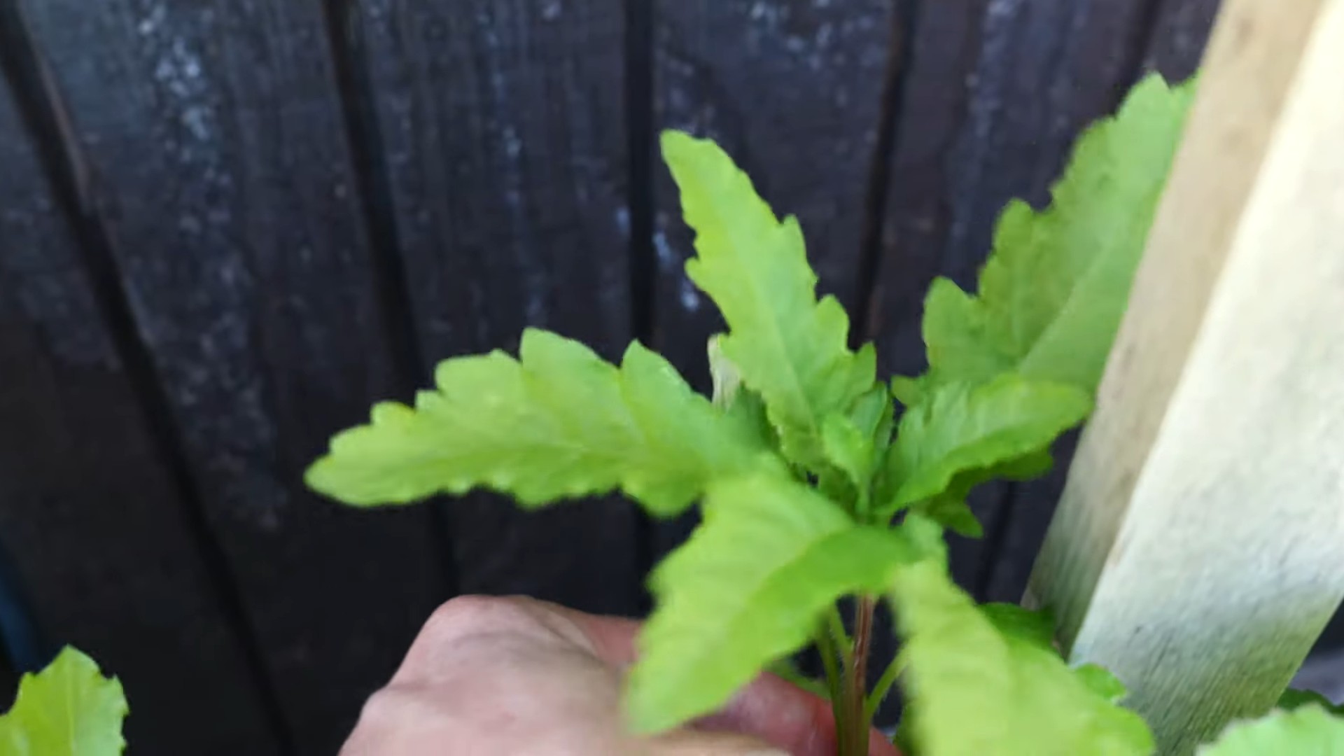 Grow Epazote in Kitchen Garden