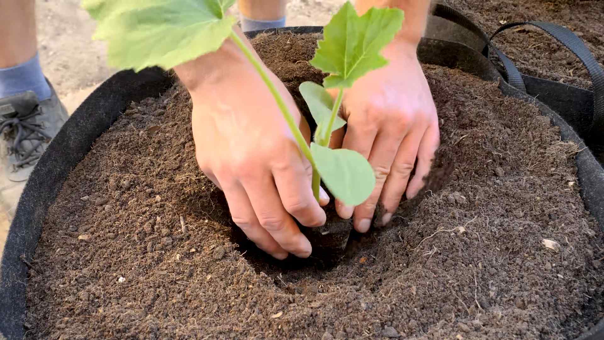 Grow Summer Squash Containers