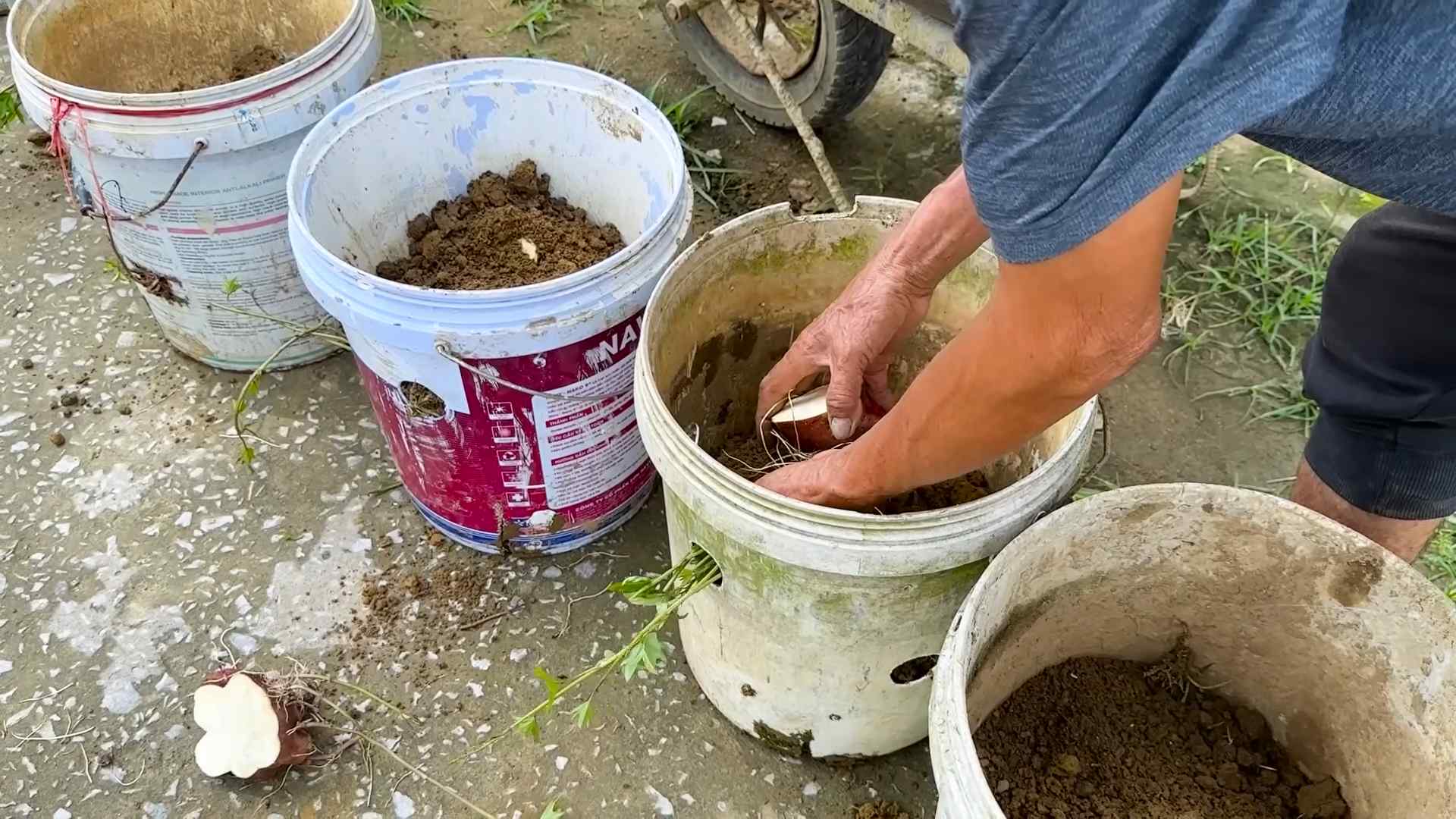 Grow Sweet Potatoes Beginners