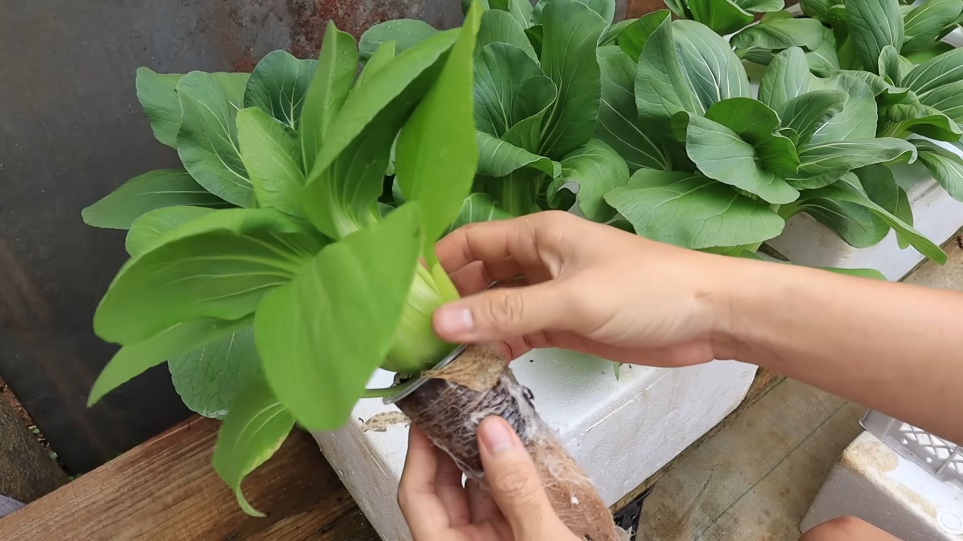 Hydroponic veggie garden setup