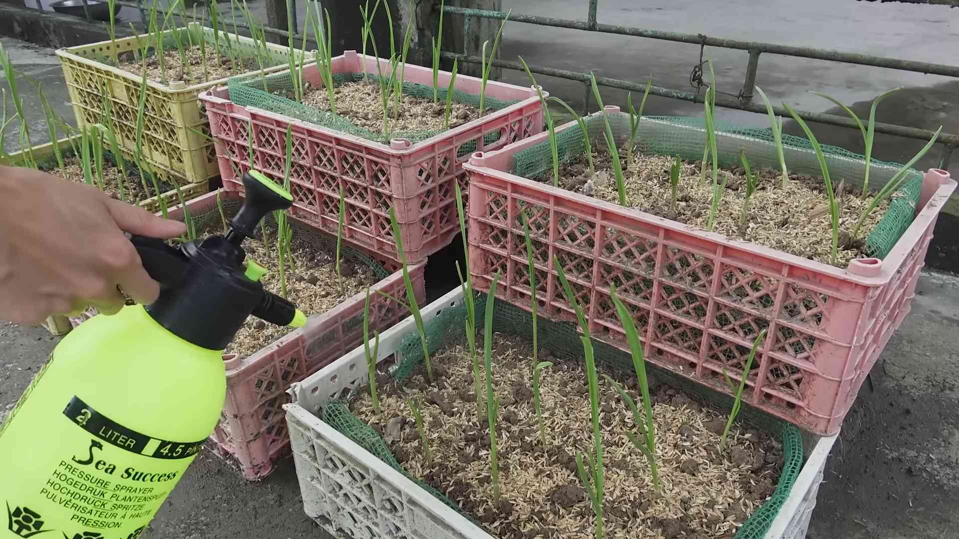 Garlic Water Culture DIY