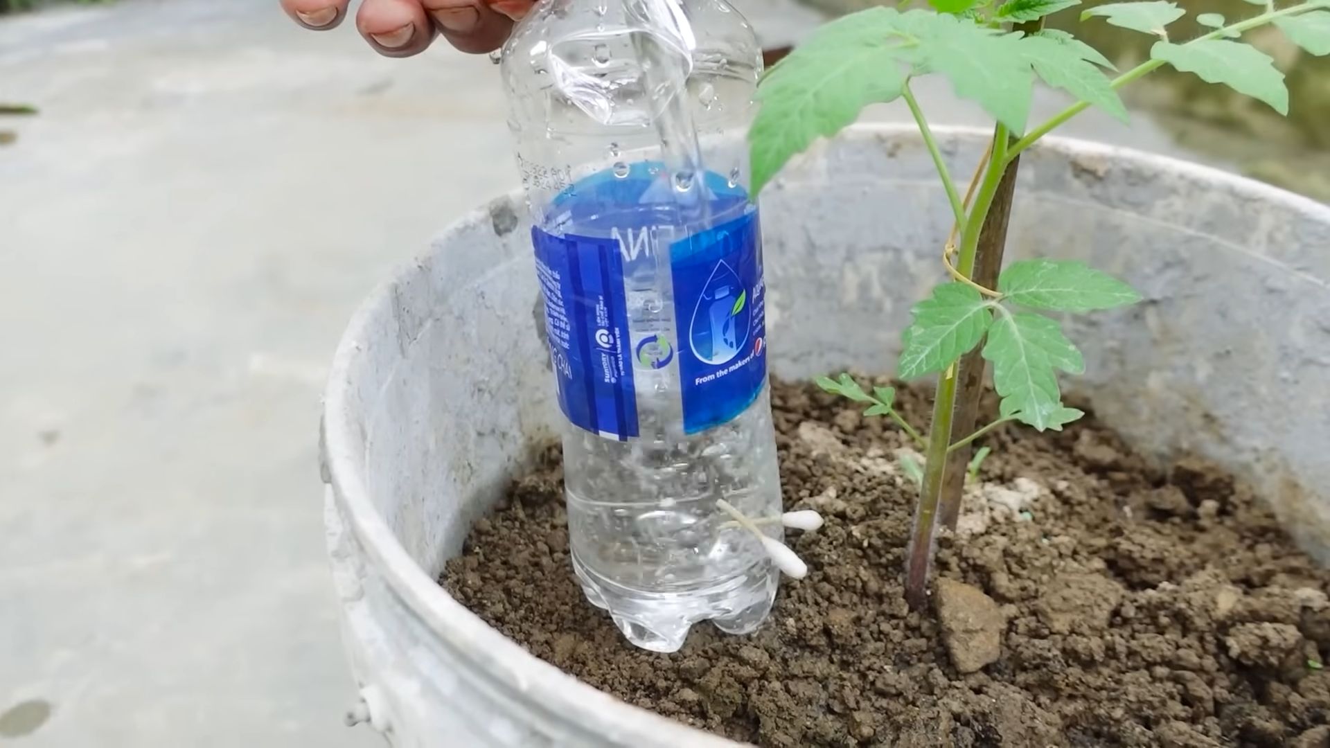 Juicy Grape Tomatoes Growing Tips