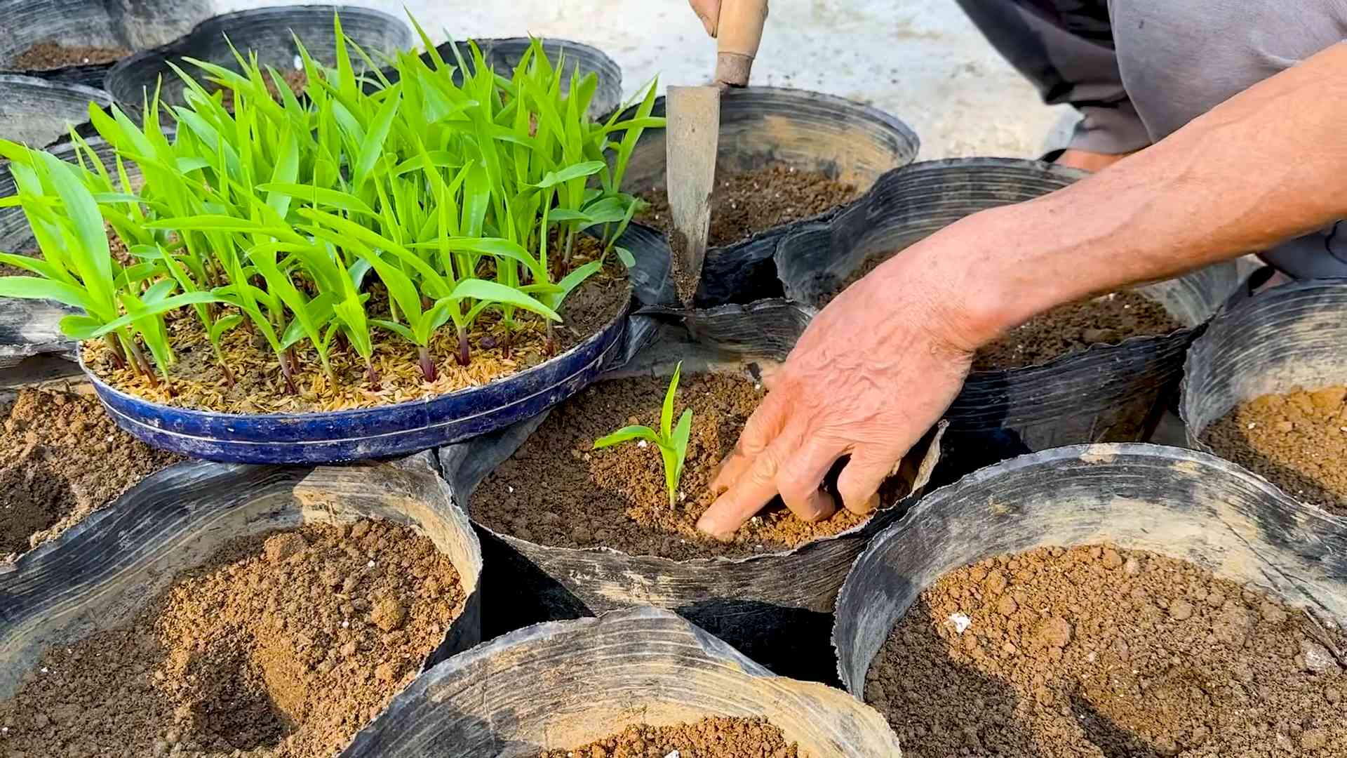 Rooftop Corn Gardening DIY