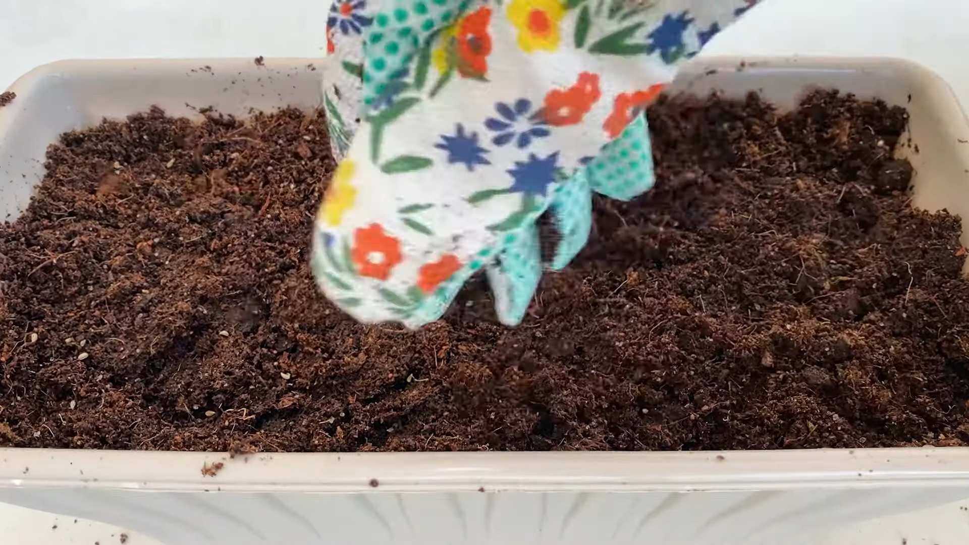 Growing Parsley Sunlight