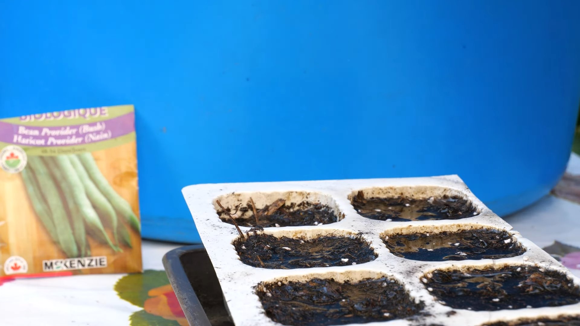 Growing Green Beans Beginners