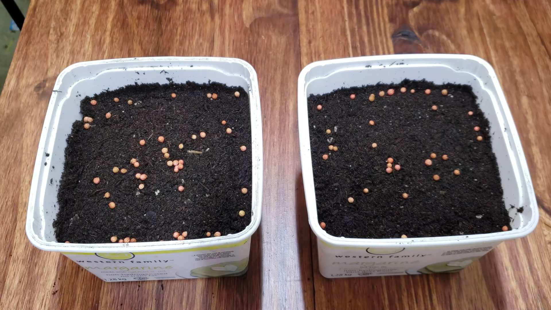 Kitchen Herb Garden Cilantro