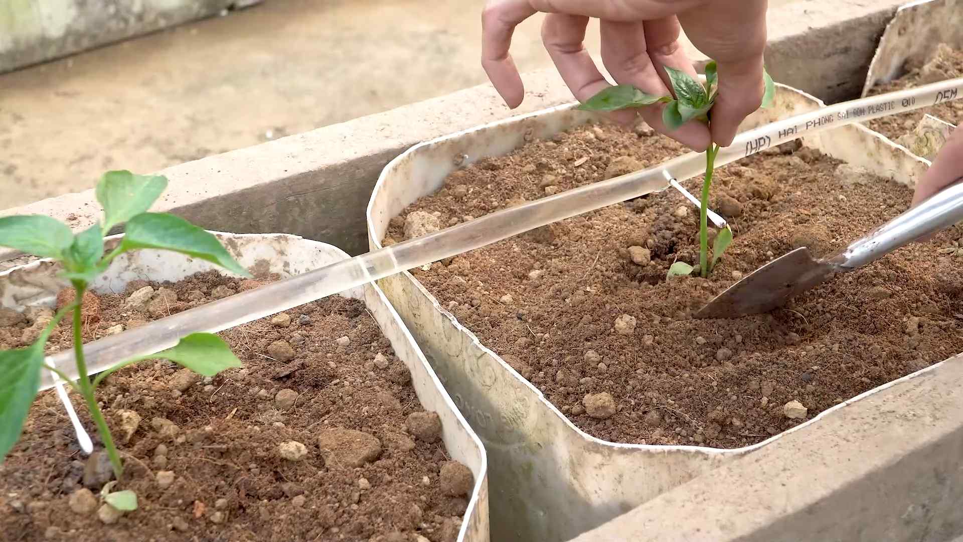Growing Bell Peppers Indoors