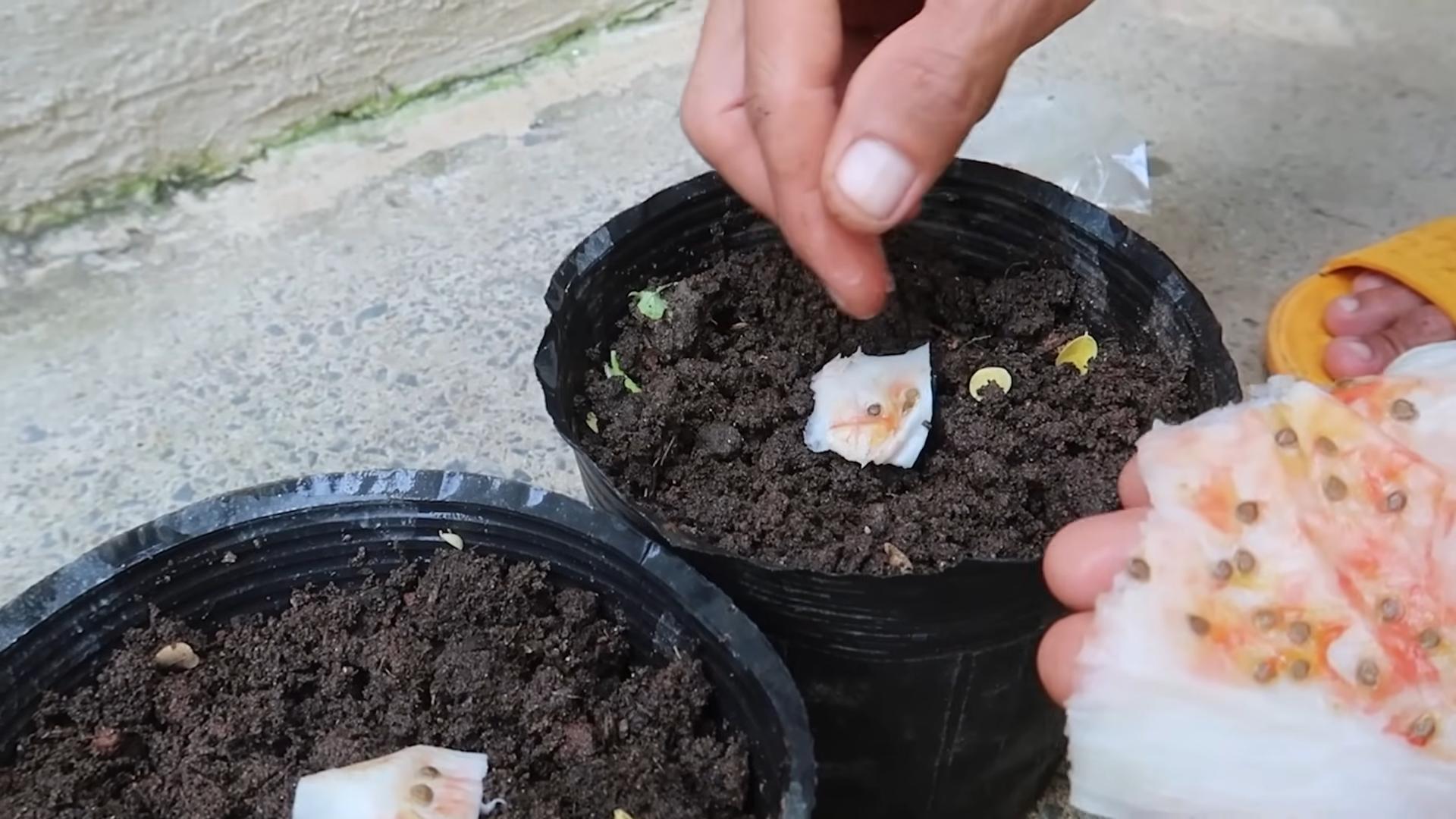Grow Tomatoes Indoors