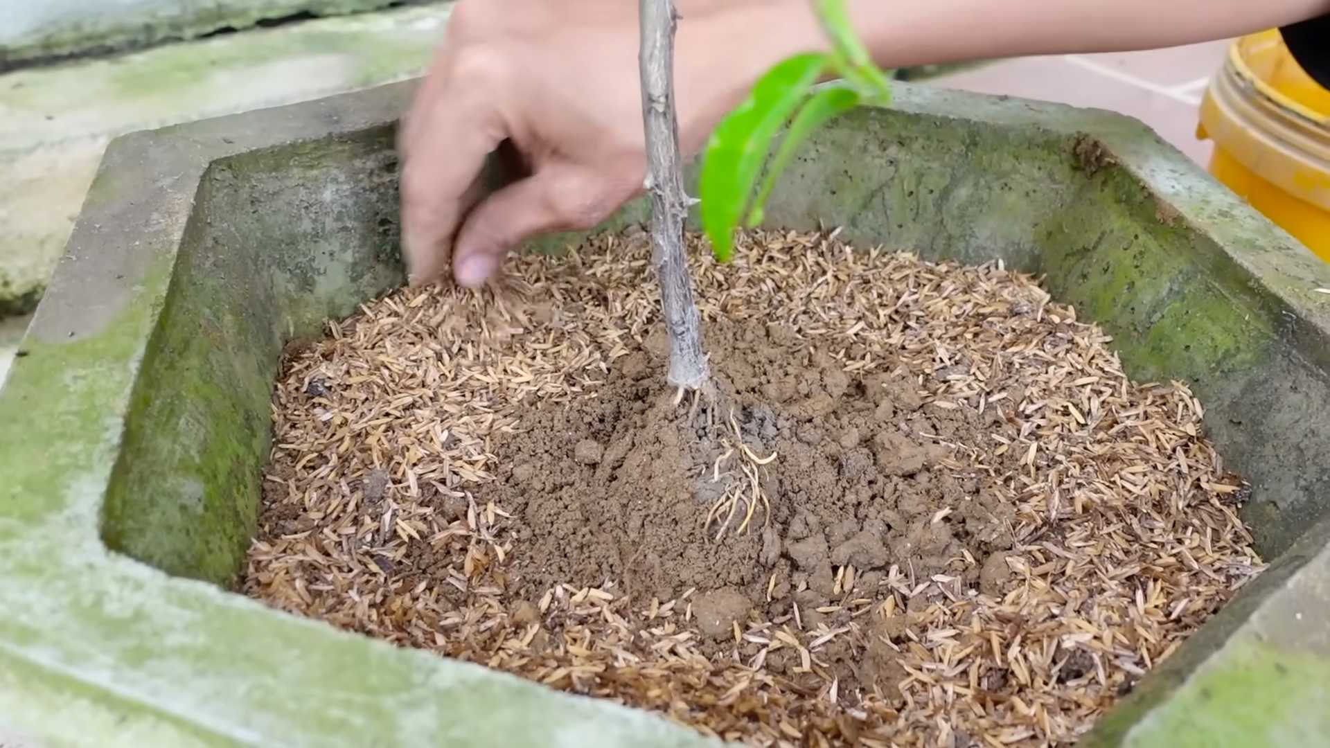 Grow lemons indoors
