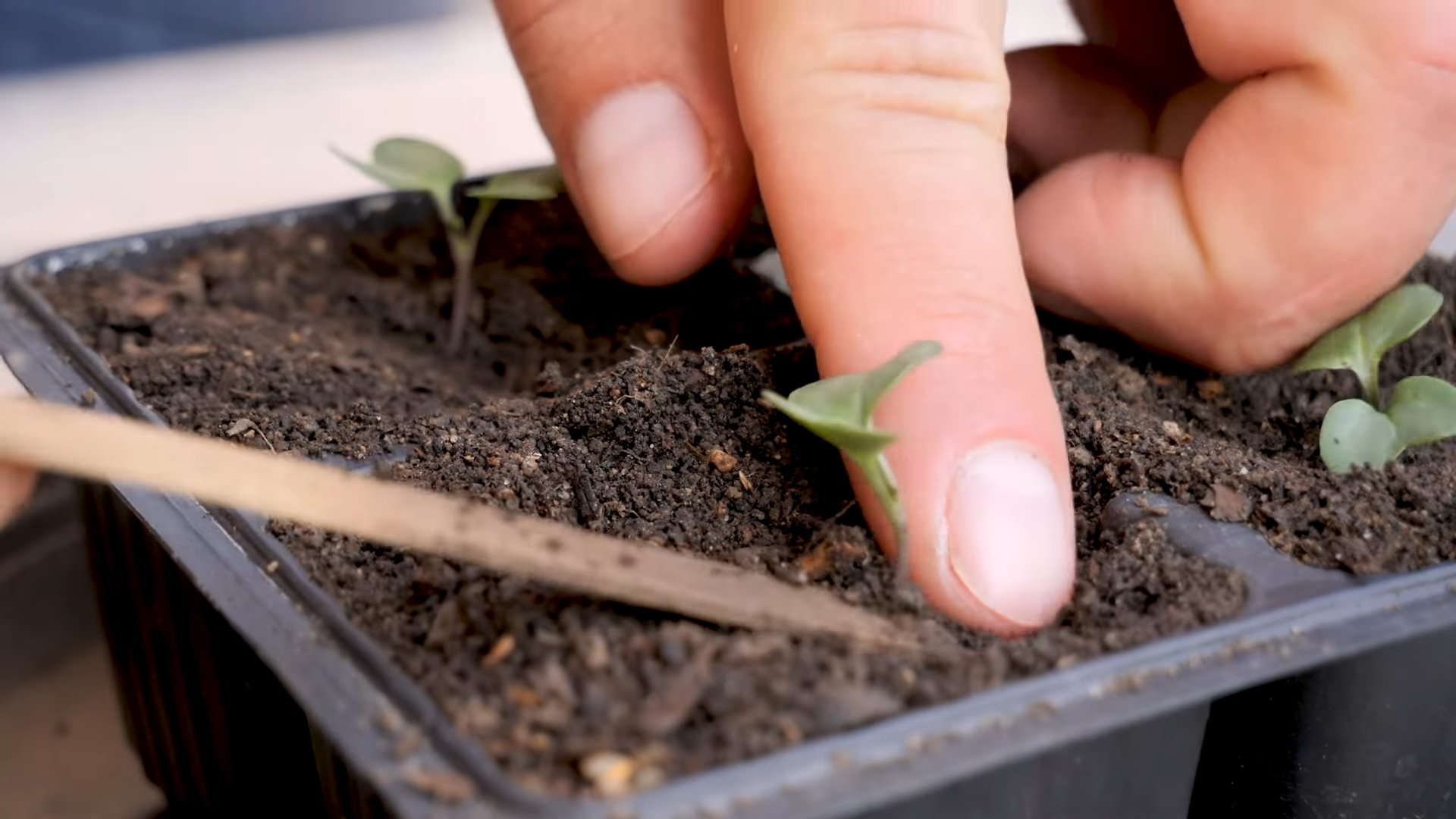 Grow Broccoli from Seed
