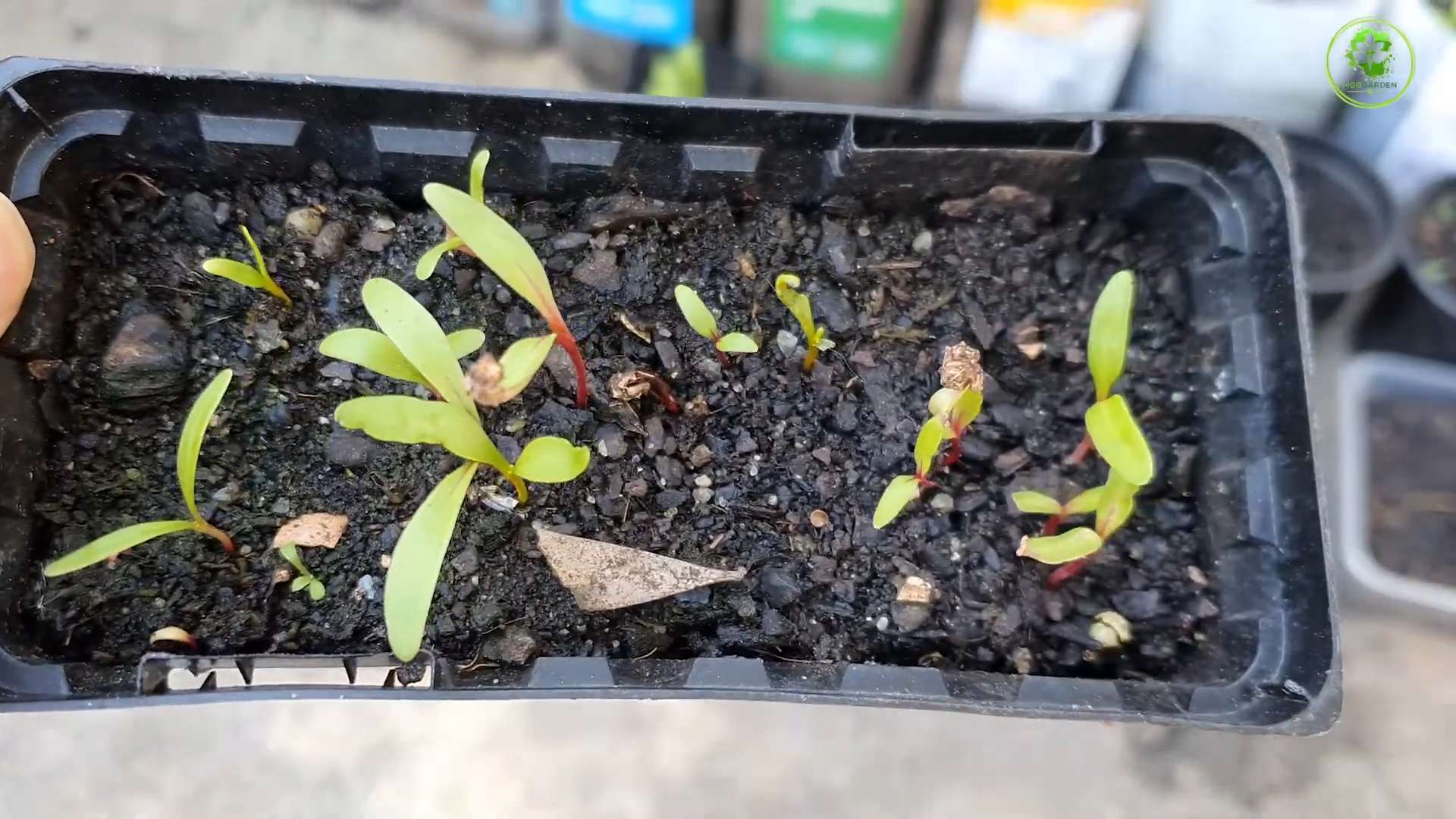 Grow Swiss Chard at Home