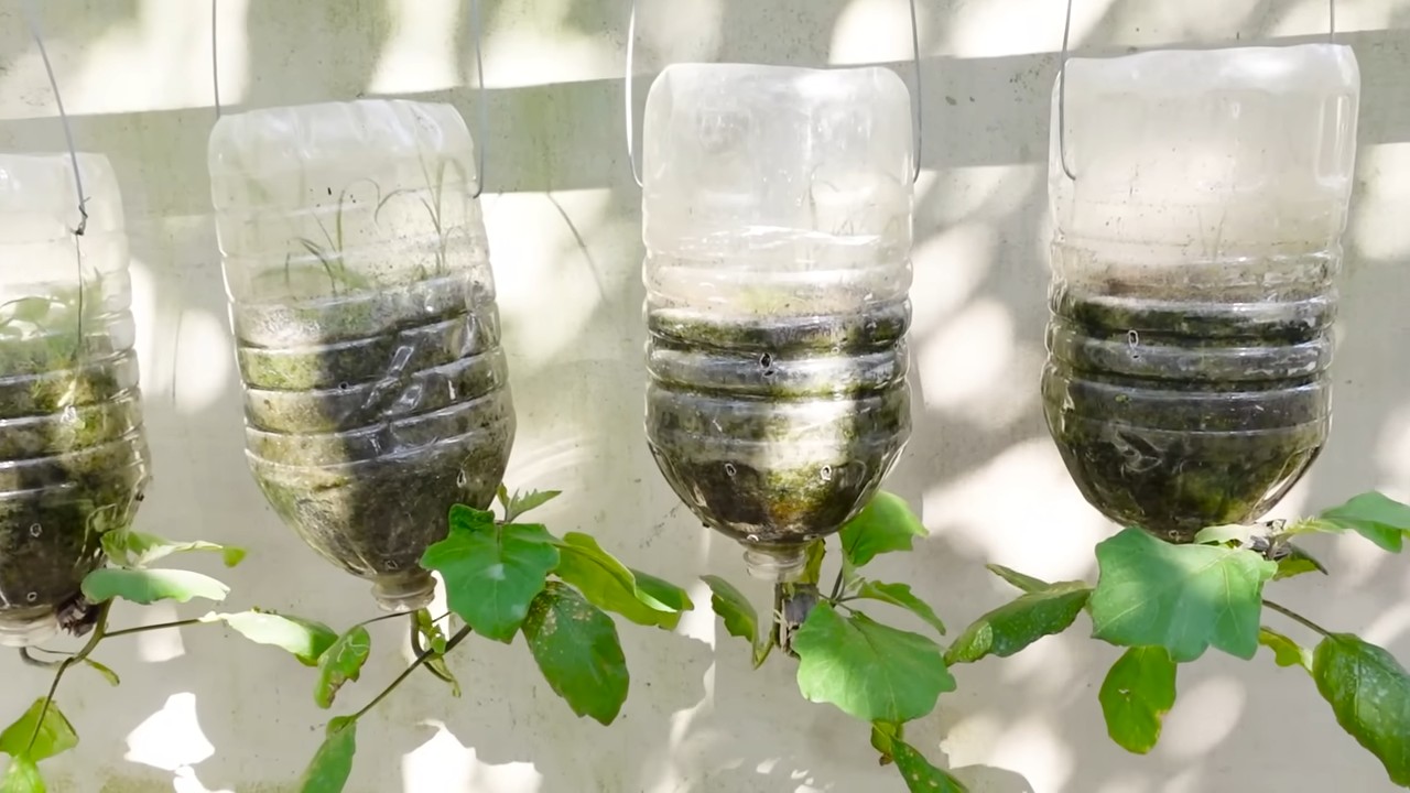 Growing Eggplant for Bigger Harvest