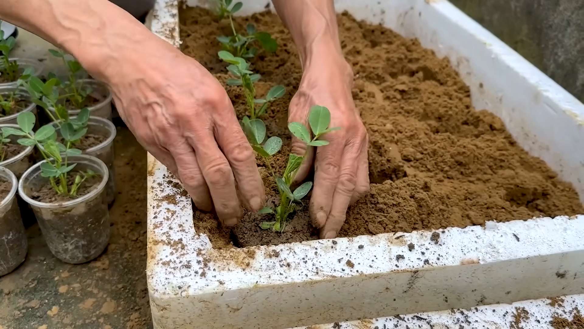 Growing Zucchini All Season