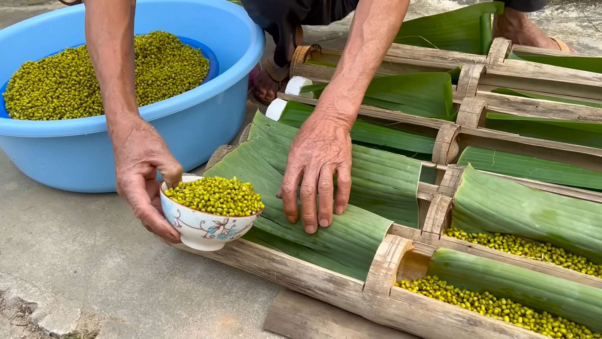 Growing Bean Sprouts at Home