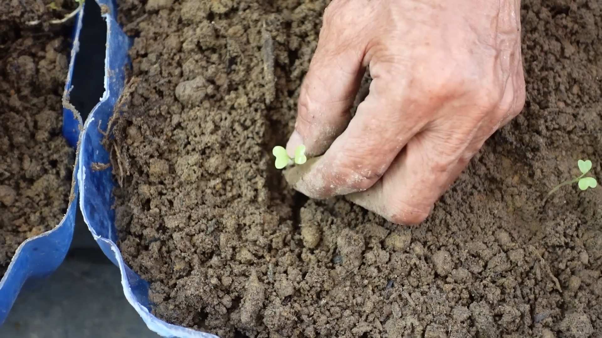 Growing Bok Choy at Home