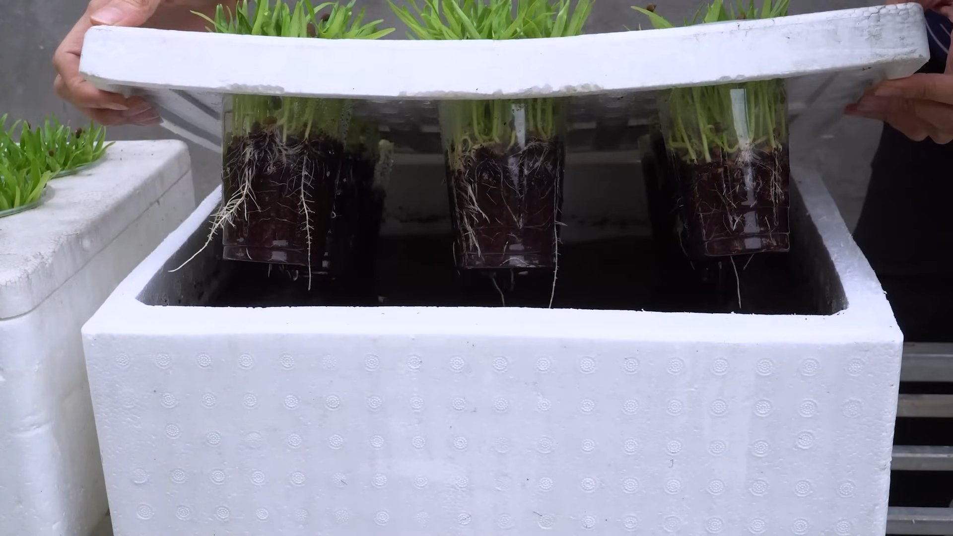 Lazy water spinach growing