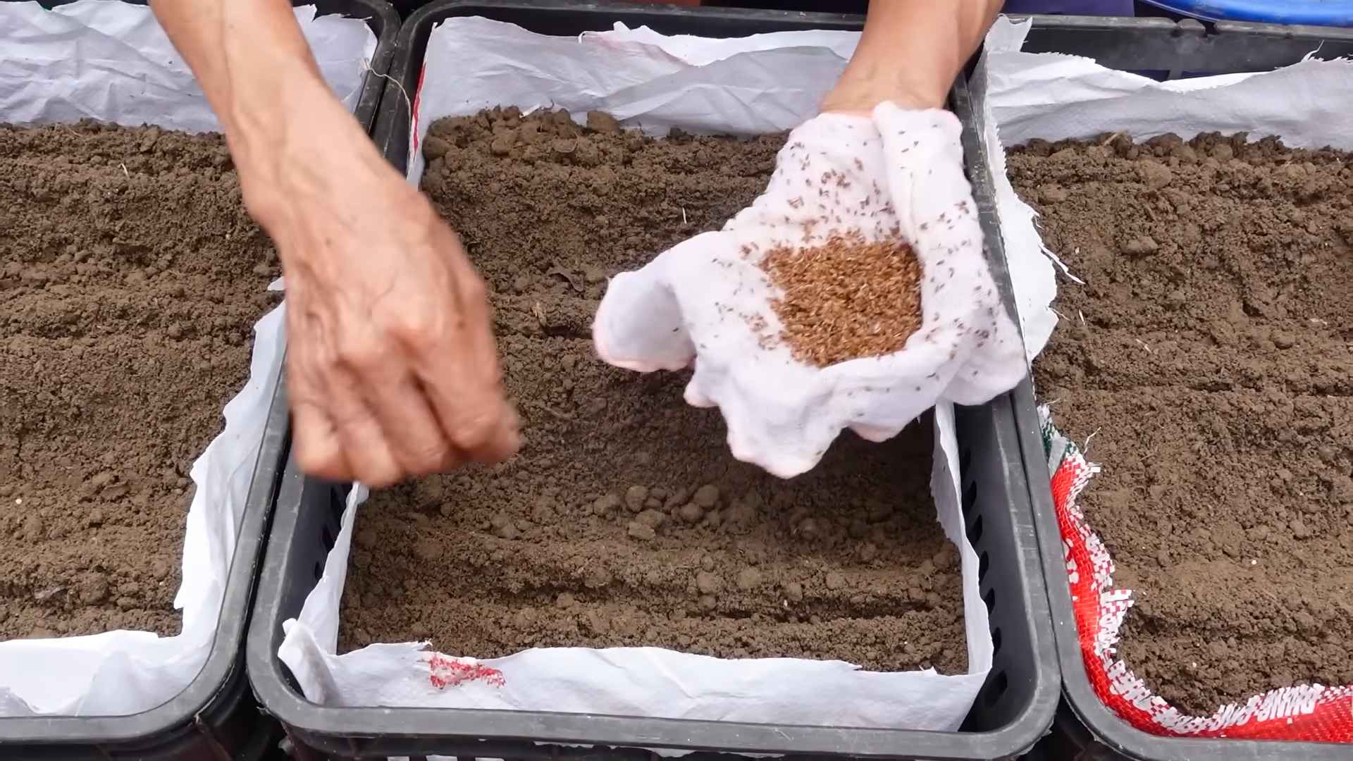 Carrot Growing Beginners Guide