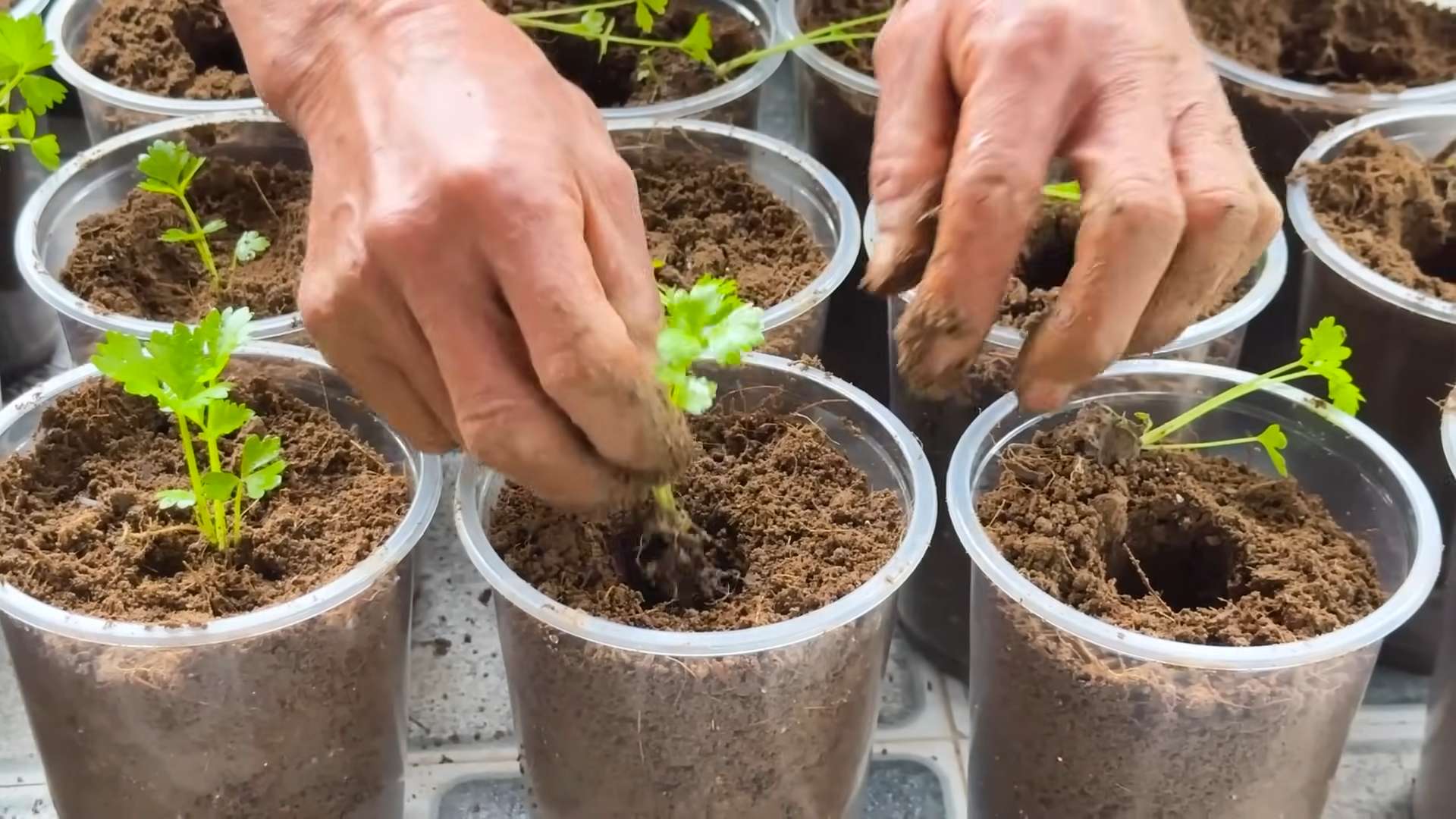 Growing Celery Rock Method