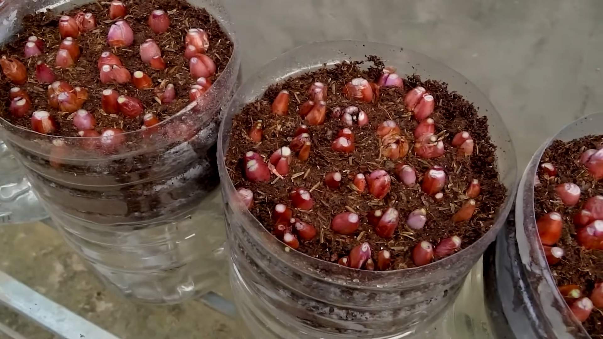 Regrow Green Onions Kitchen Scraps