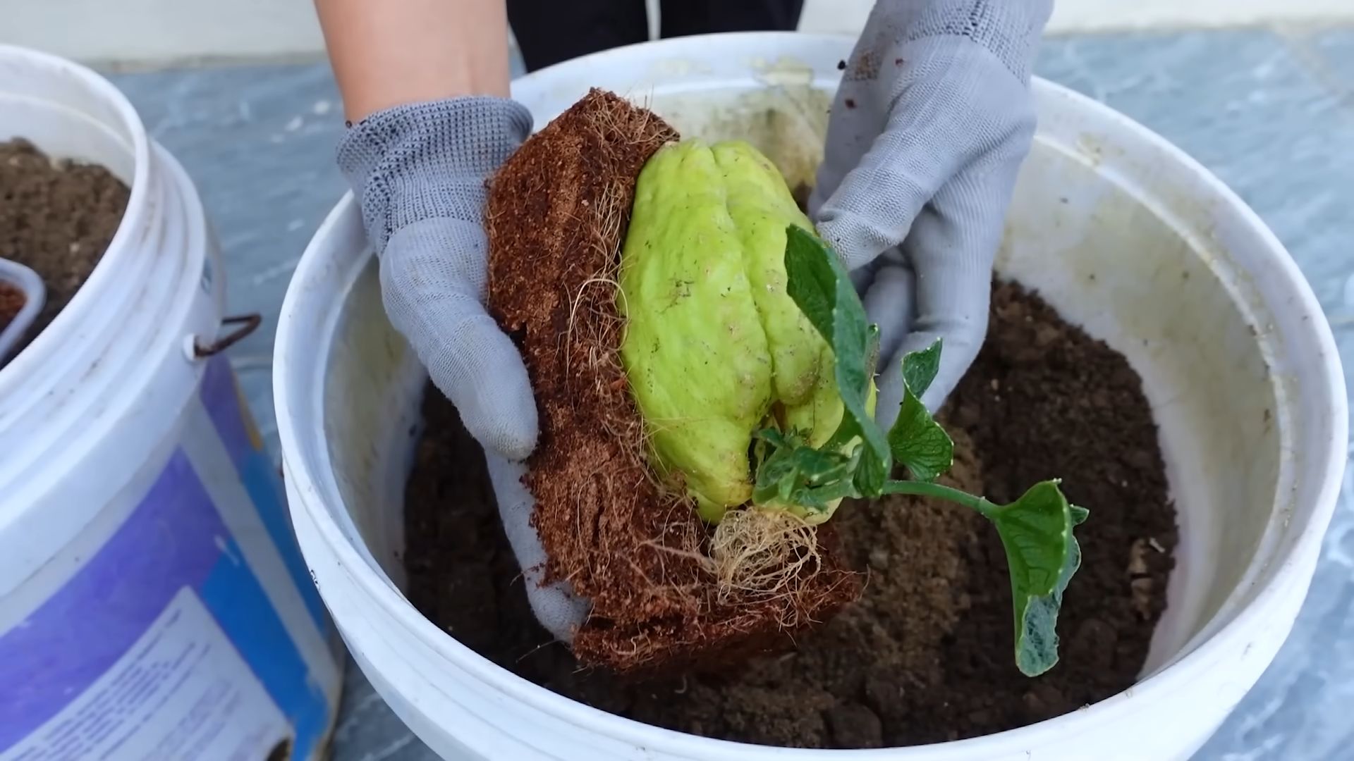 Growing Chayote for Beginners
