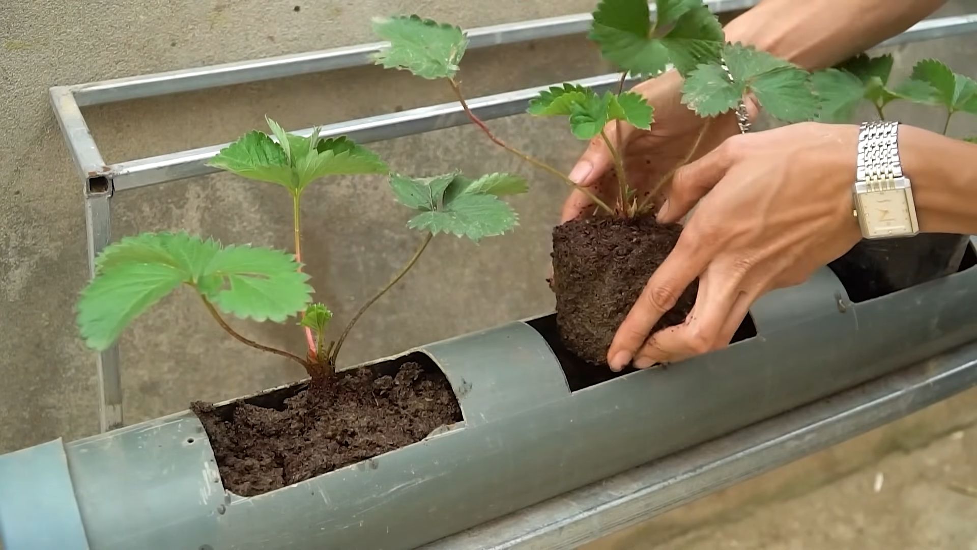 Water Free Strawberry Growing