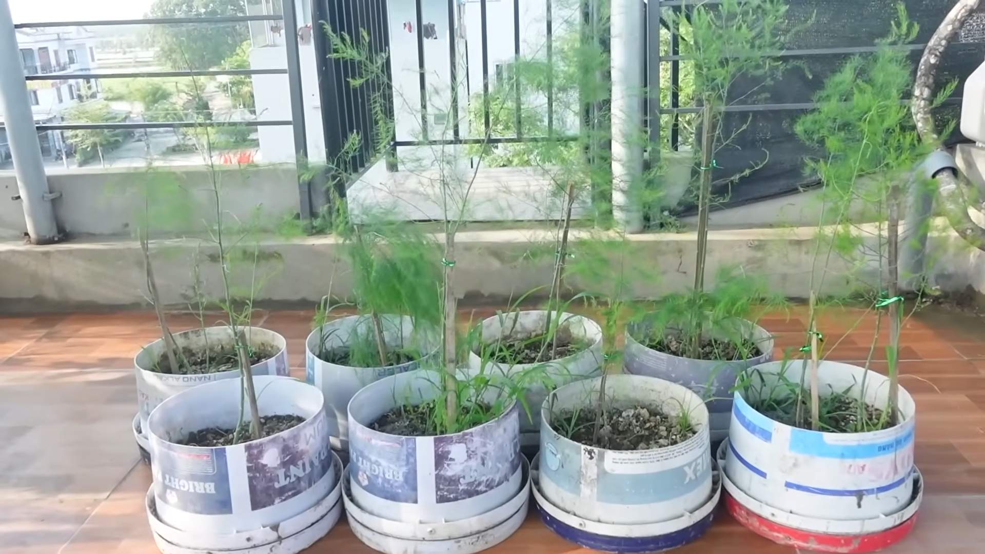 Growing Asparagus for Beginners