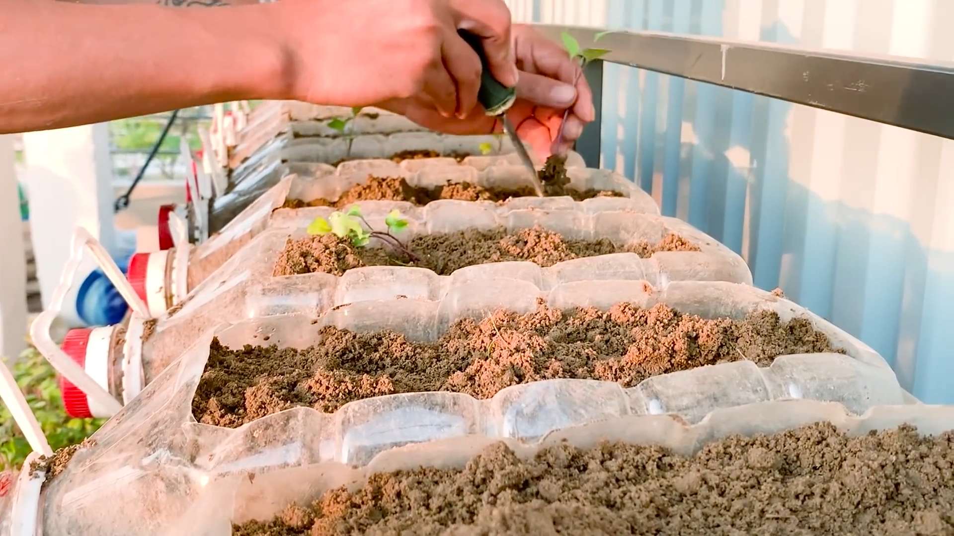 Kohlrabi terrace planter system
