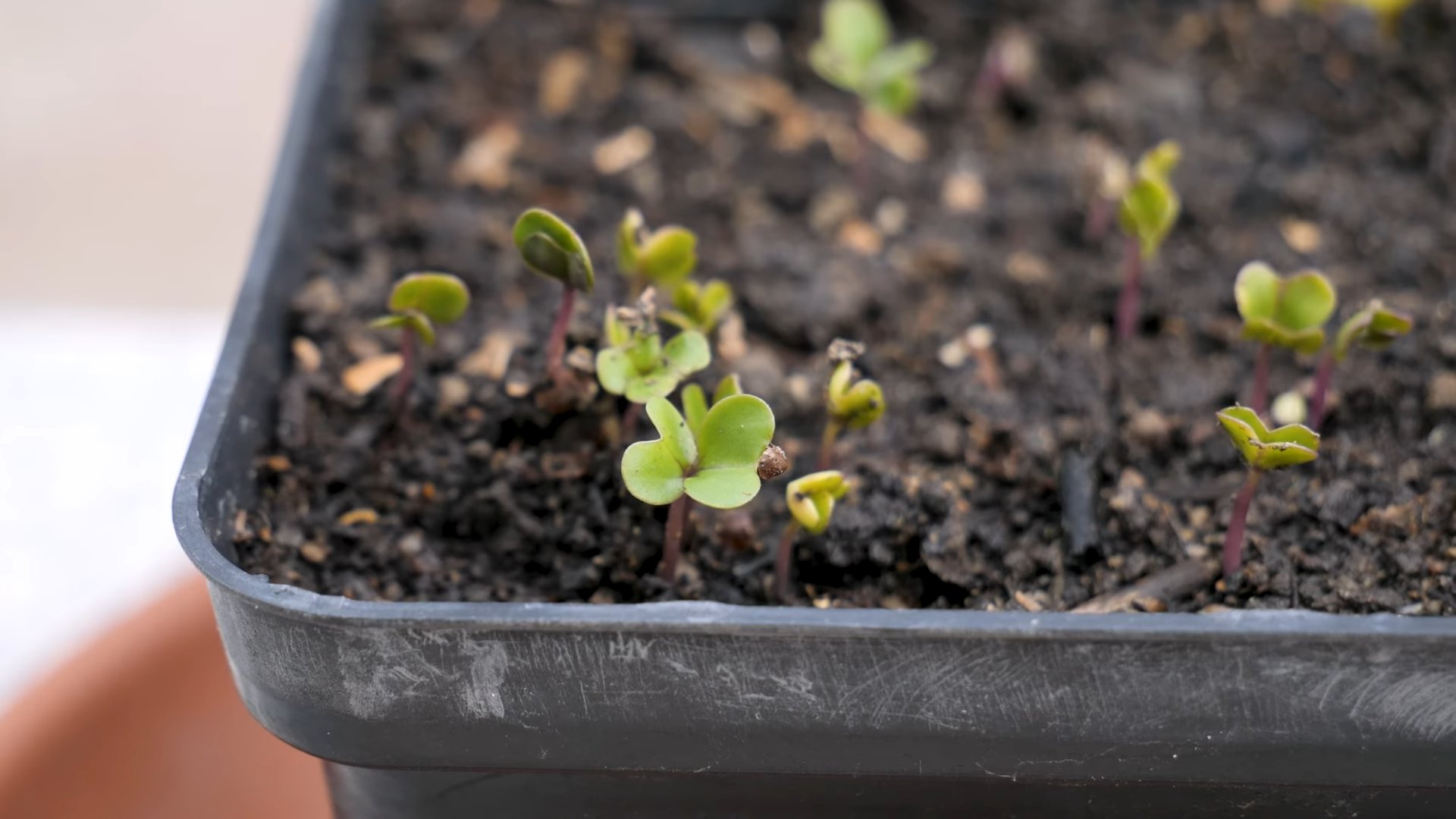 Growing Brussels Sprouts Kitchen